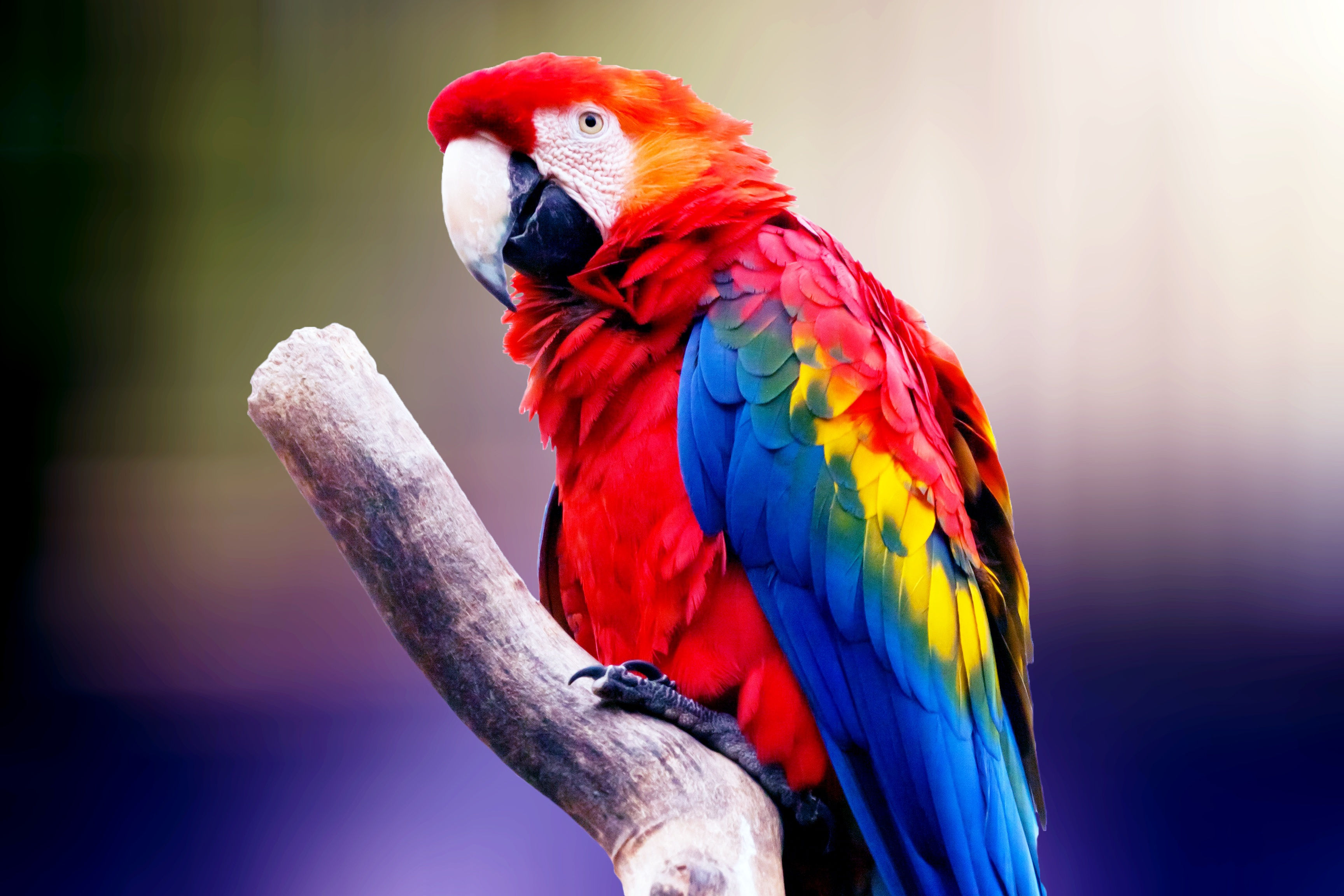 Wallpaper #QWhIF5MBSpphPi3-SQ6S86 Colorful Parrot Wallpapers Wallpaper Cave