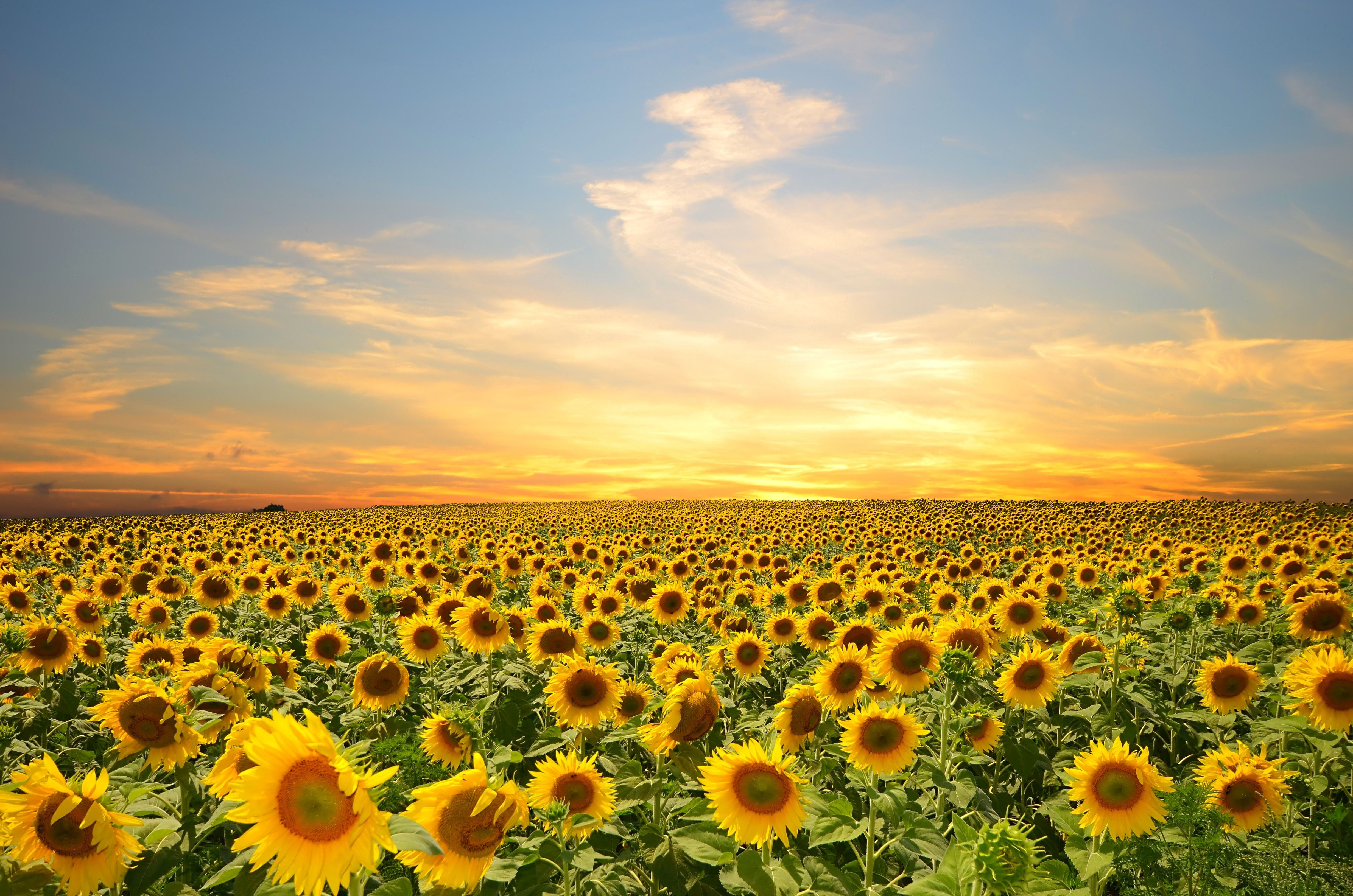 Wallpaper #vWhUIpMBSpphPi3-rzIE19 Sunflowers at Sunset Wallpapers Wallpaper Cave