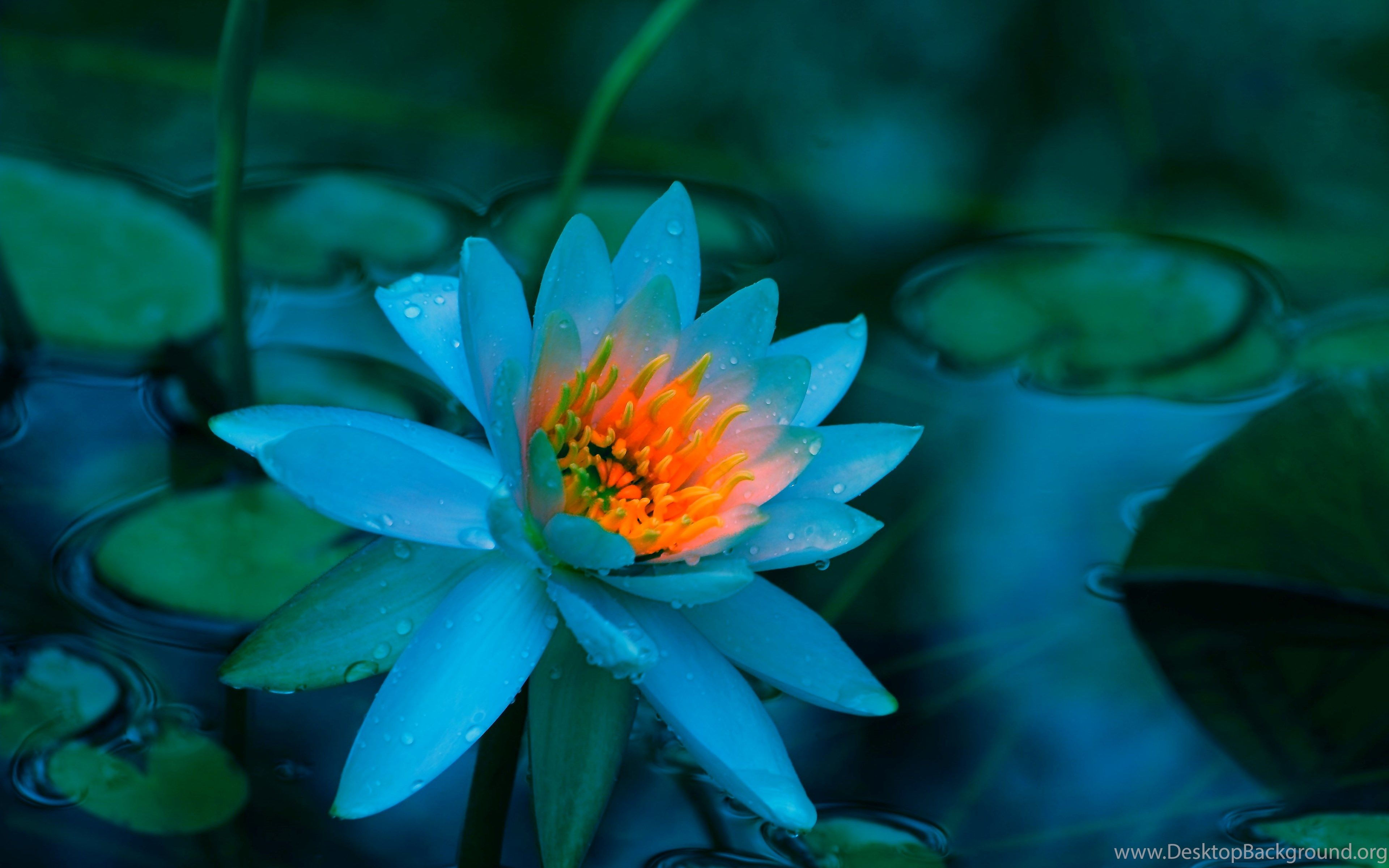 Wallpaper #zGhWIpMBSpphPi3-CTJk160 Blue Lotus Wallpapers Wallpaper Cave