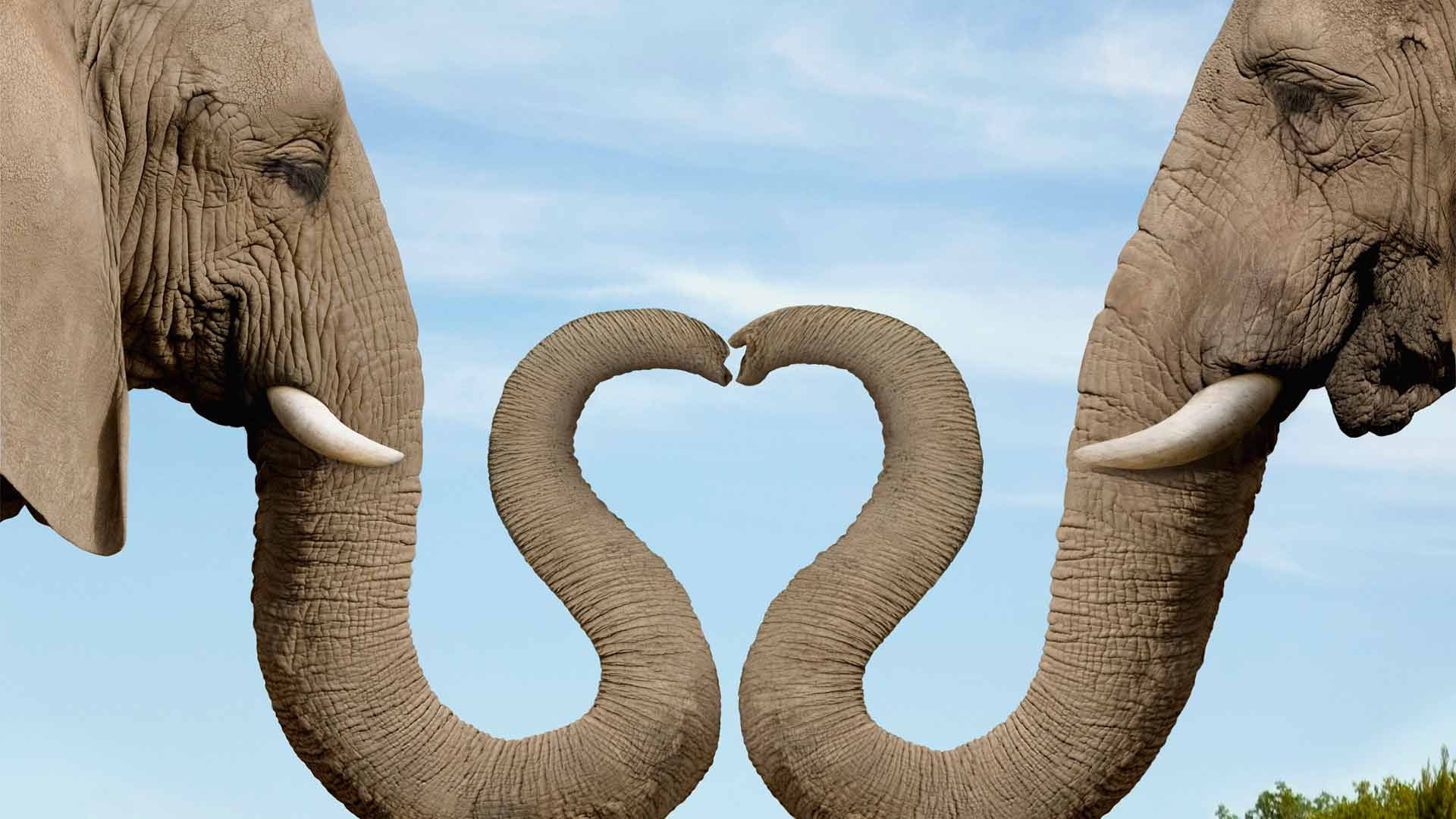 Wallpaper #sHfNJ5MB-pgBXx60h6cK96 Elephant Desktop Backgrounds Wallpaper Cave