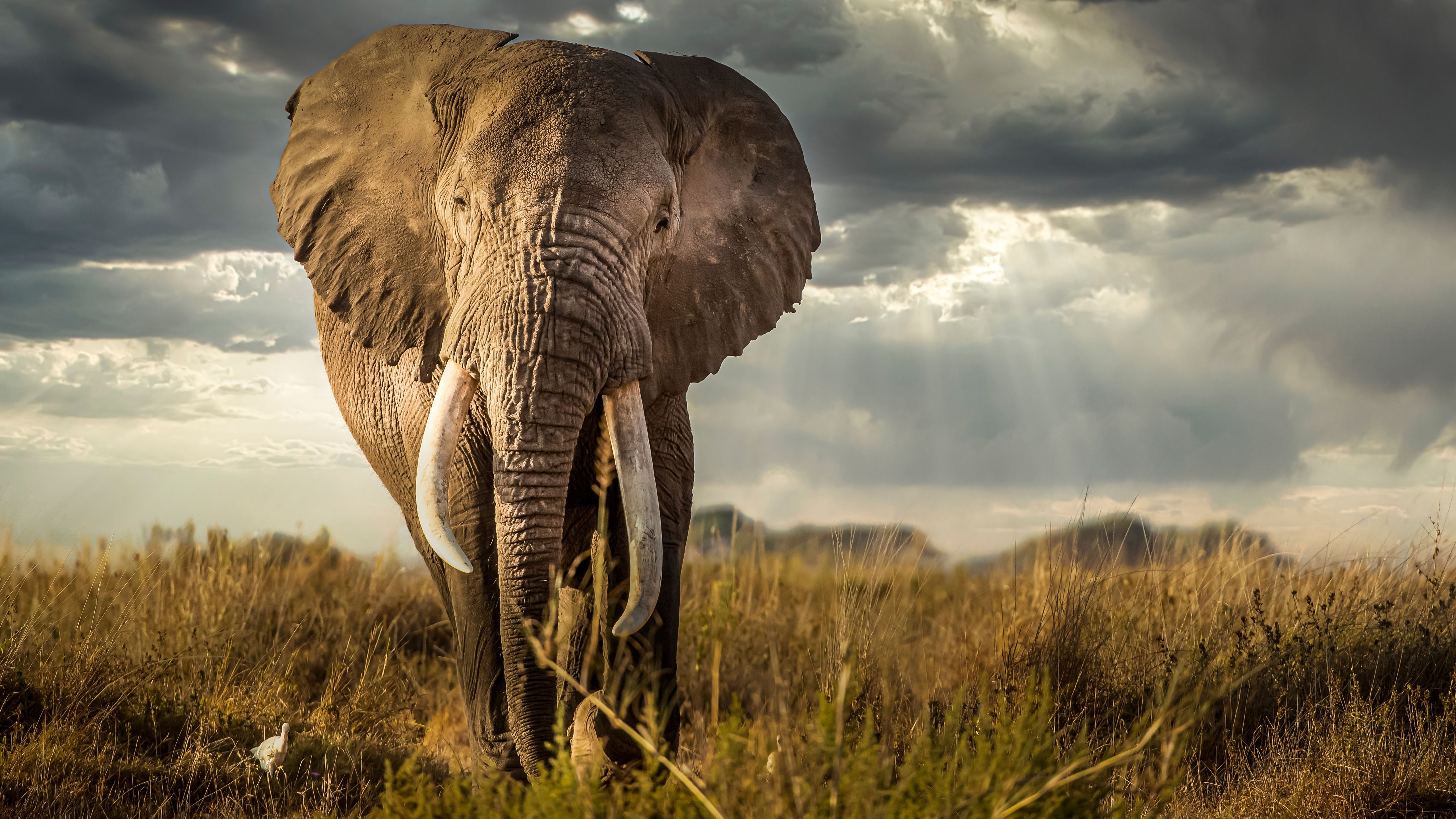 Wallpaper #sHfNJ5MB-pgBXx60h6cK16 Elephant 4K PC Wallpapers Wallpaper Cave