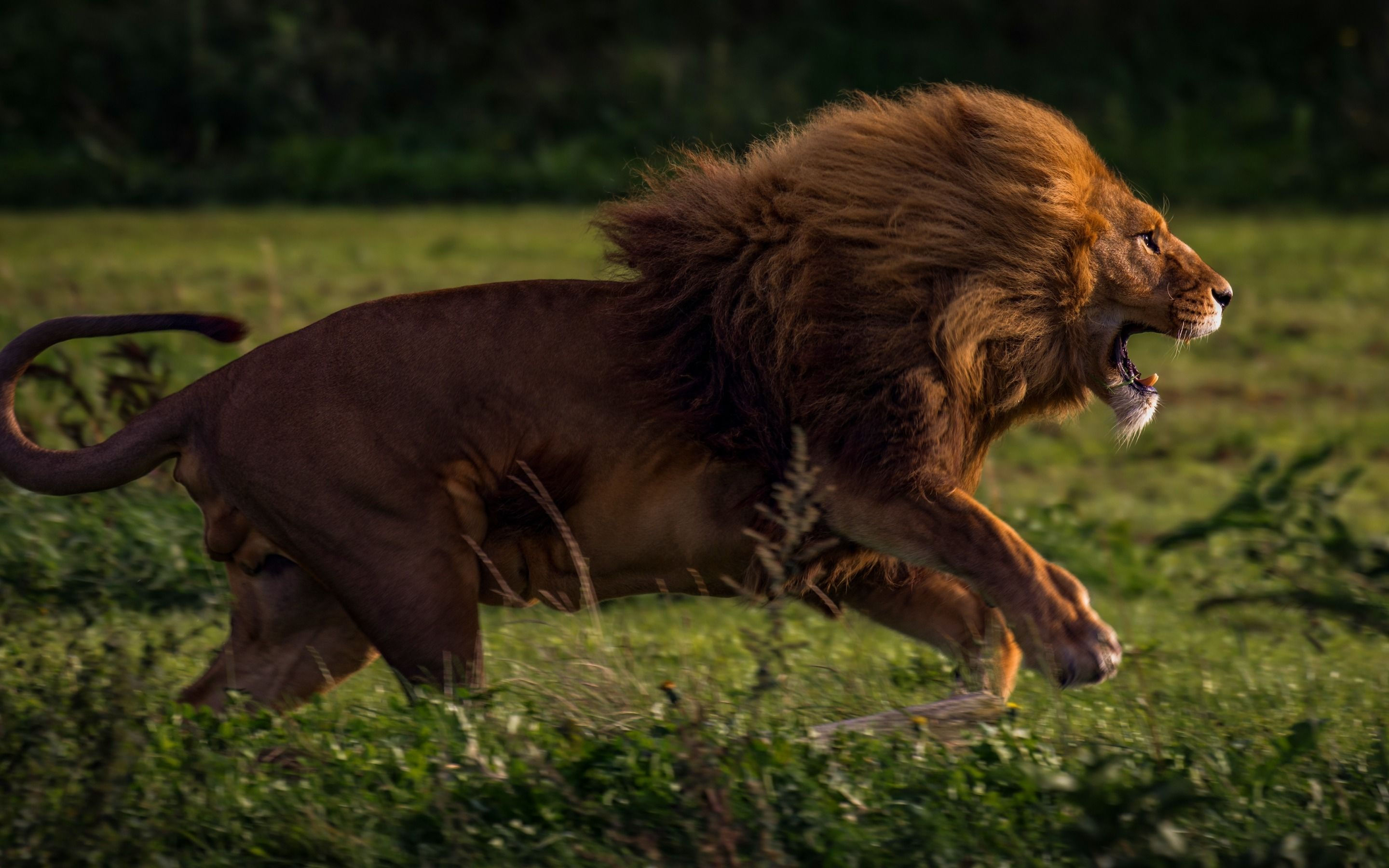 Wallpaper #354B4 Male Lion Hunting at Night 1 Andrew Yeoman Flickr