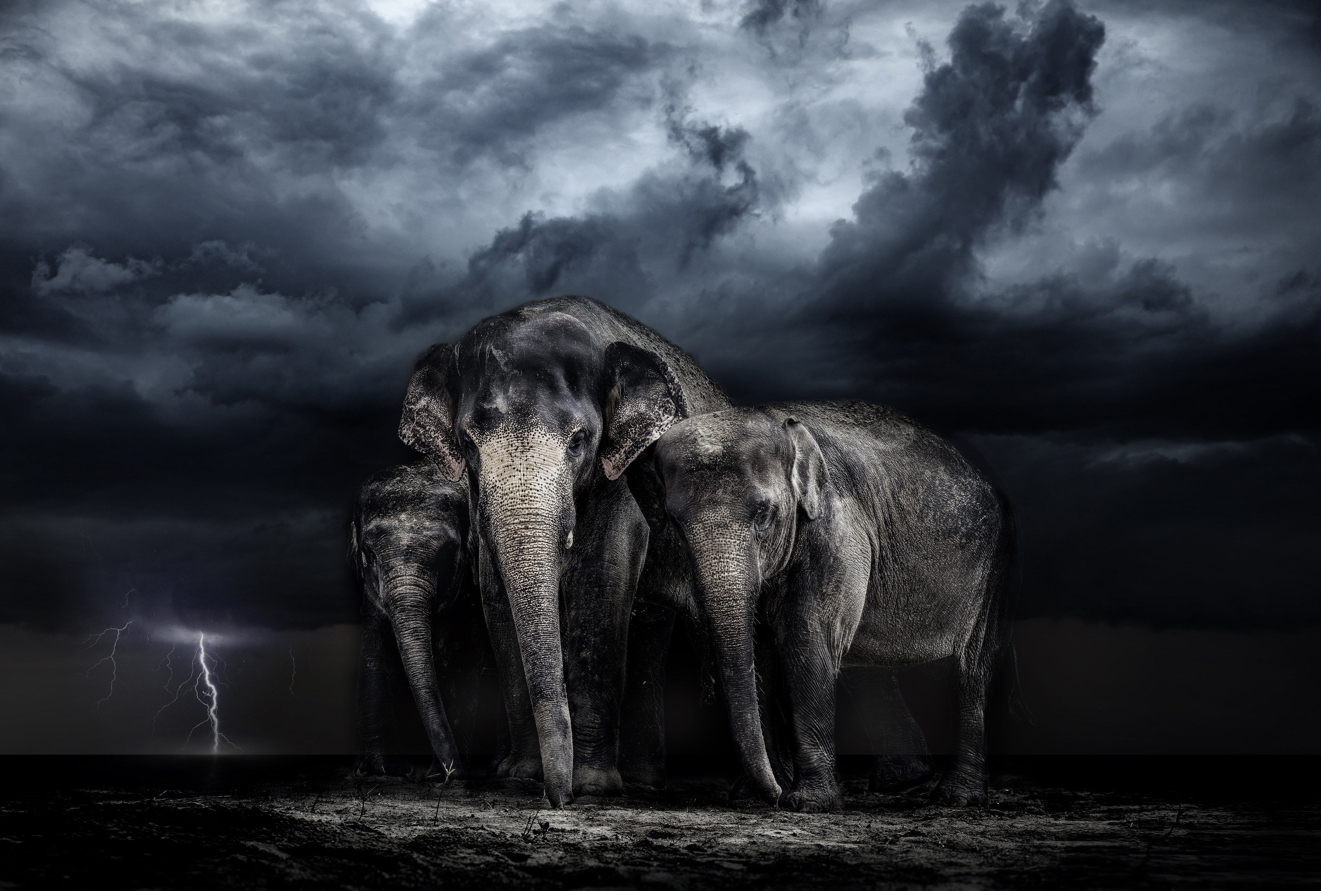 Wallpaper #sHfNJ5MB-pgBXx60h6cK36 Elephant 4K PC Wallpapers Wallpaper Cave