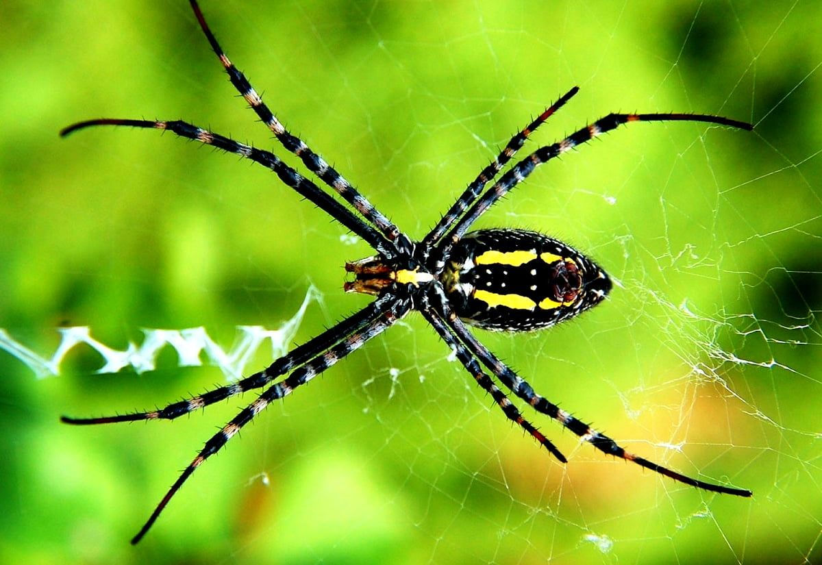 Wallpaper #fULzPJMBOBpx0NhmUcKW271 Spiders Wallpapers 4K HD Spiders Backgrounds on Wallpaperbat