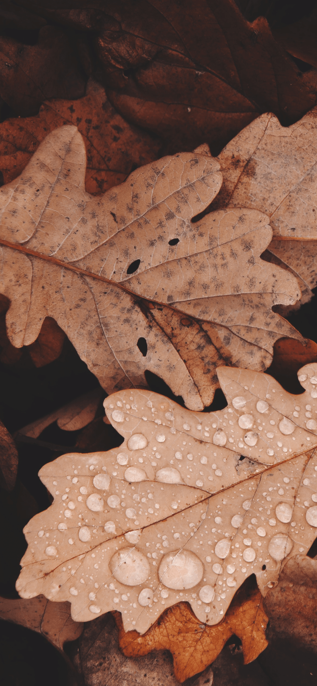 Wallpaper #86c31 169 Aesthetic Wallpapers Wallpaper Cave