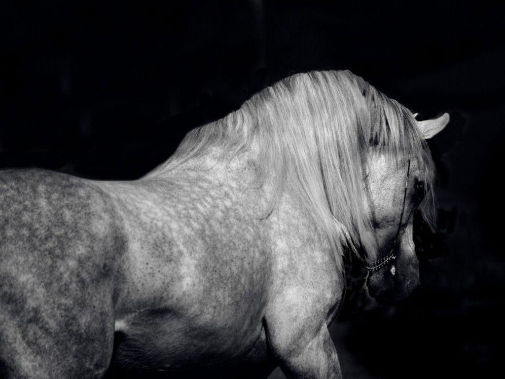 Wallpaper #-x2ULJMBlOZrFDOkz8qk185 Arabian Horse Backgrounds Wallpaper Cave