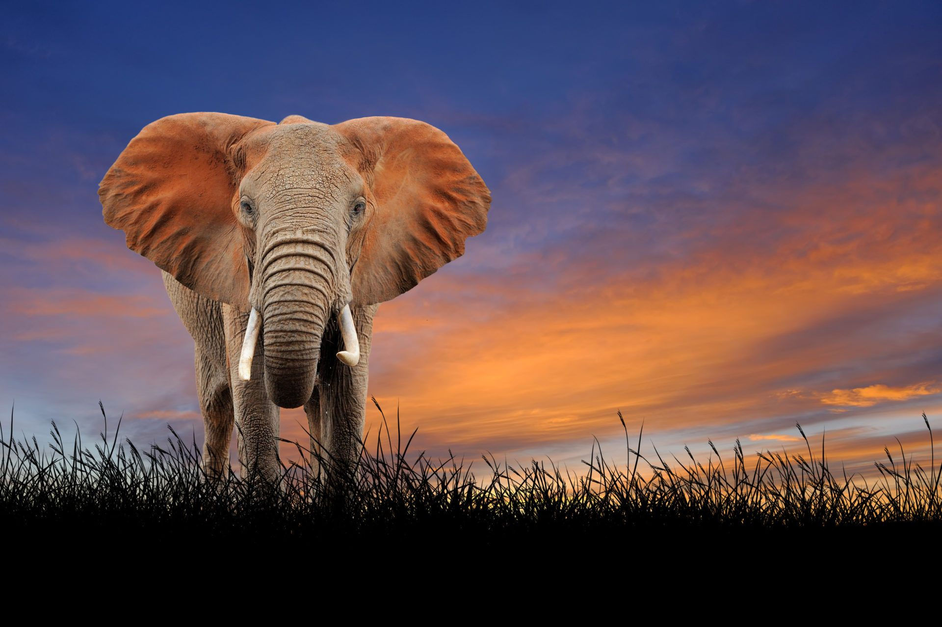 Wallpaper #sHfNJ5MB-pgBXx60h6cK22 Animal Elephant HD Wallpapers Wallpaper Cave
