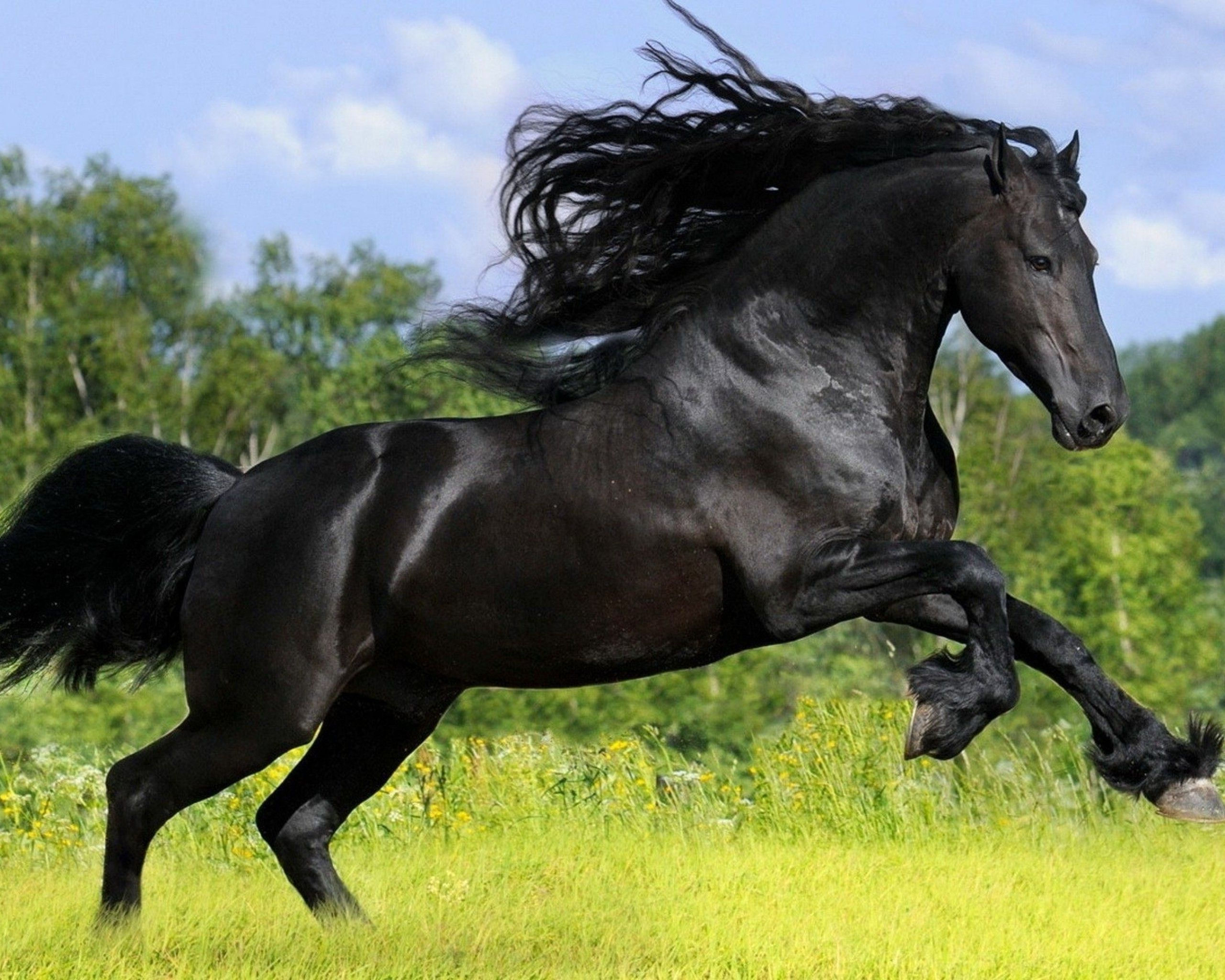 Wallpaper #bWfaEpMBSpphPi3-4_0h95 Black Arabian Horses Wallpaper
