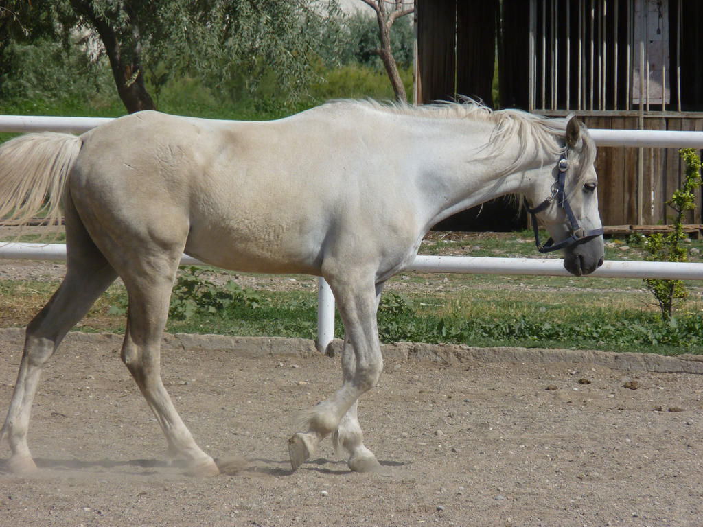 Wallpaper #ovBcgJcBi4JM6agGYCEx48 Light Grey Horse Stock 4 by Aqua Stock on Deviantart