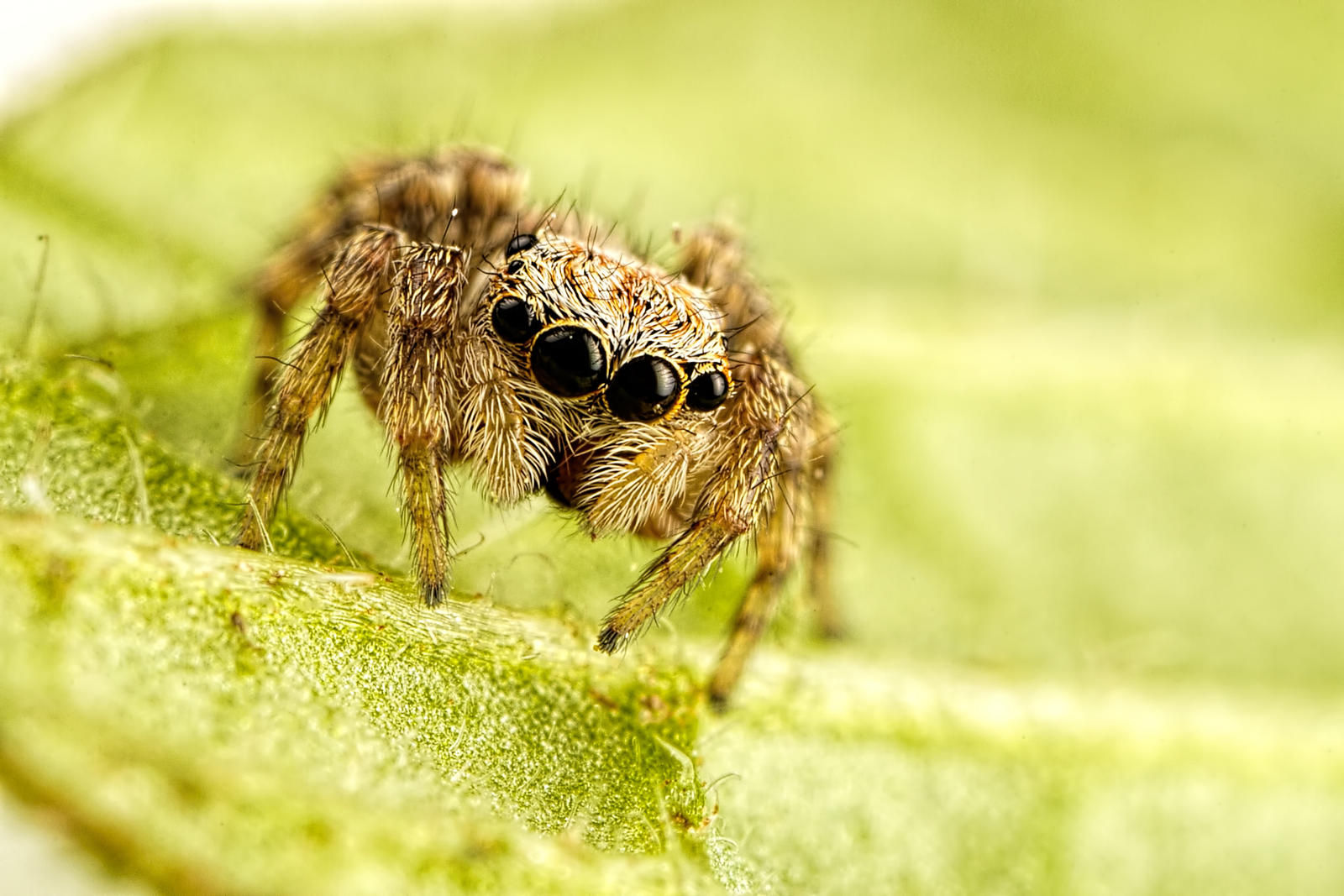 Wallpaper #e2dv9JIBSpphPi3-JXru345 Little Jumping Spider by Dalantech on Deviantart
