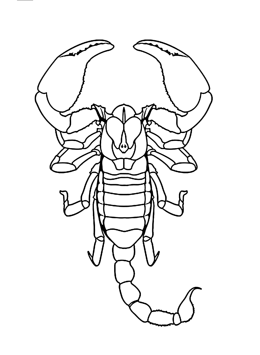 Wallpaper #YPQzOZMBKFX8bn3rnnbQ151 A Mandala Scorpion Coloring Page Free Printable Coloring Pages