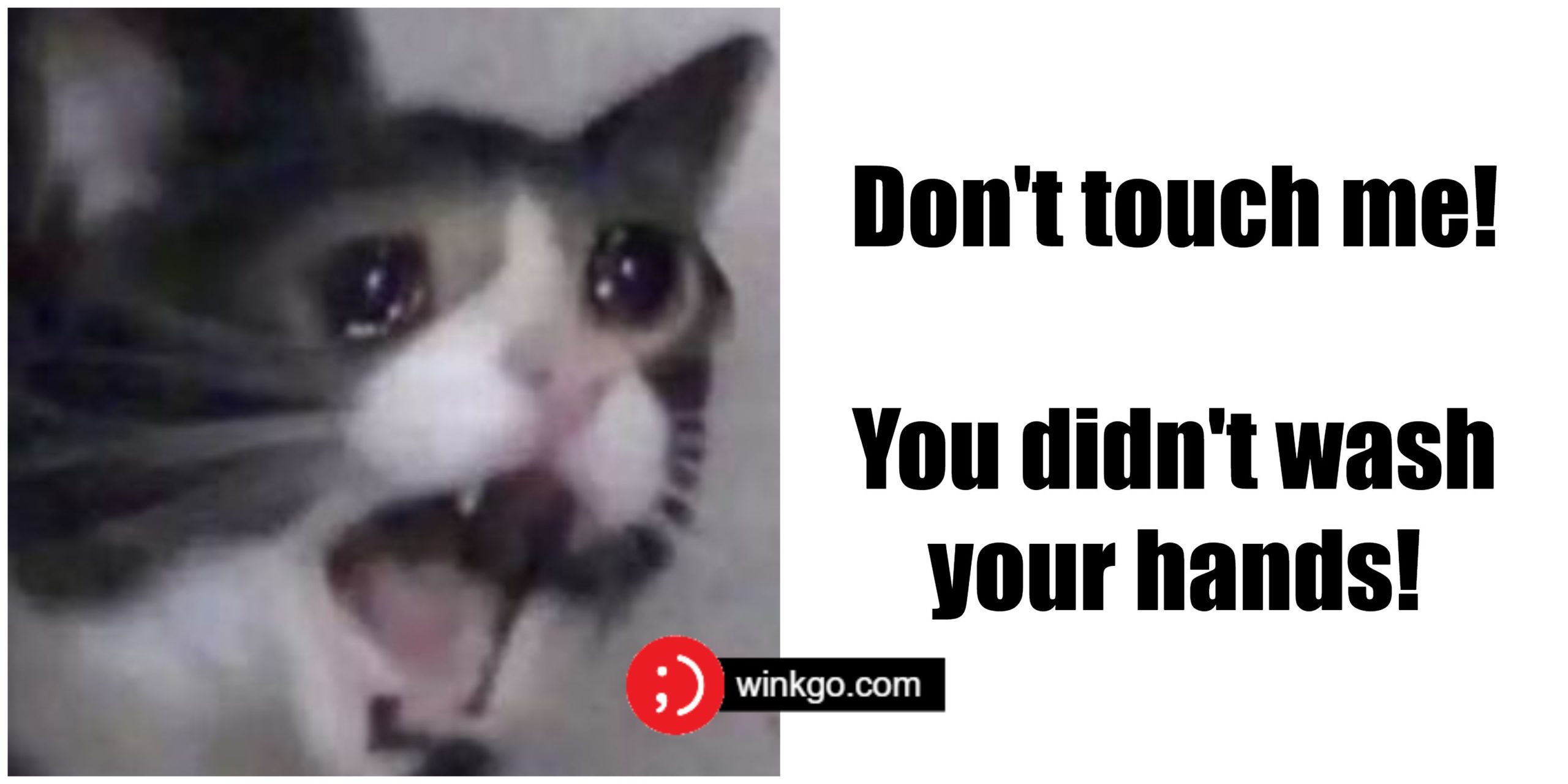 Wallpaper #q2eP65IBSpphPi3-00yX328 29 Funny Crying Cat Memes Will Make You All Warm and Fuzzy