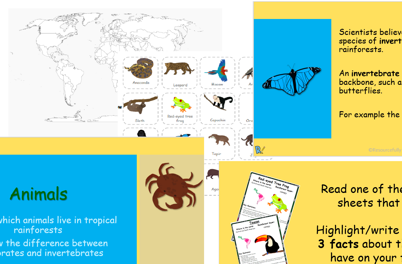 Wallpaper #sXf8J5MB-pgBXx60hKh2186 Rainforest Animals Lesson Ks2 Teaching Resources