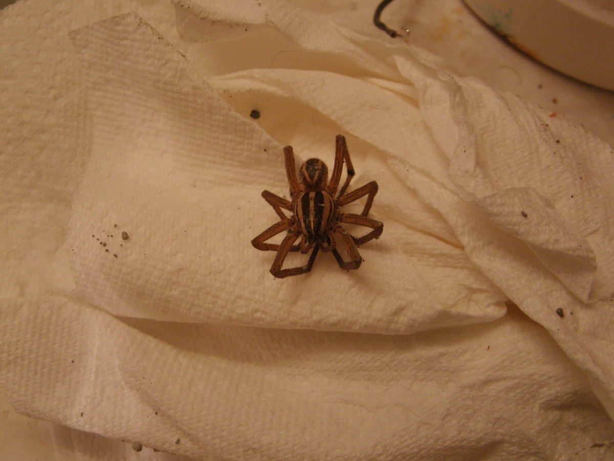 Wallpaper #ce6bd Giant Spider on the Ceiling of an Abandoned Psychiatric Hospital R