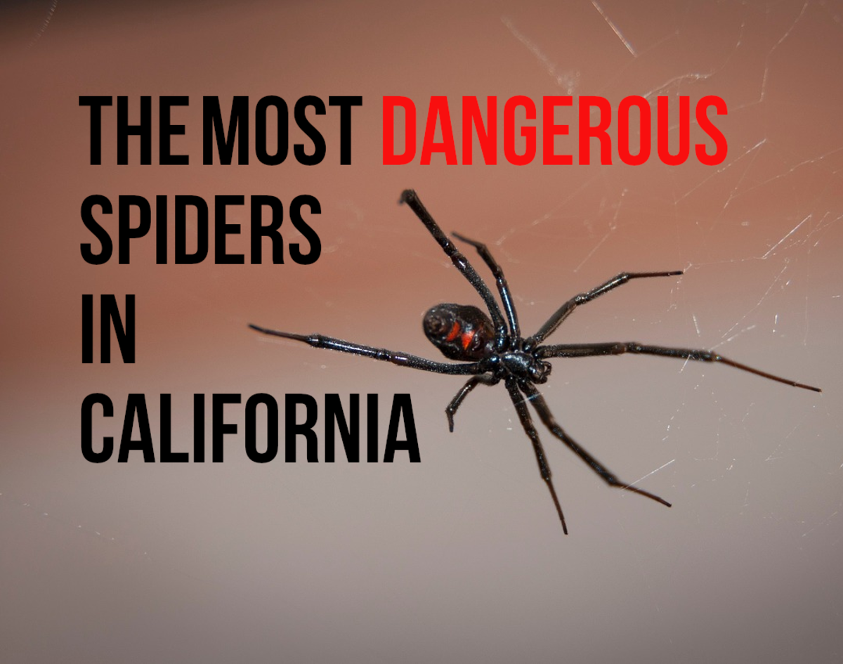 Wallpaper #82dGAZMBSpphPi3-KqlJ343 Most Dangerous Spiders in California Owlcation