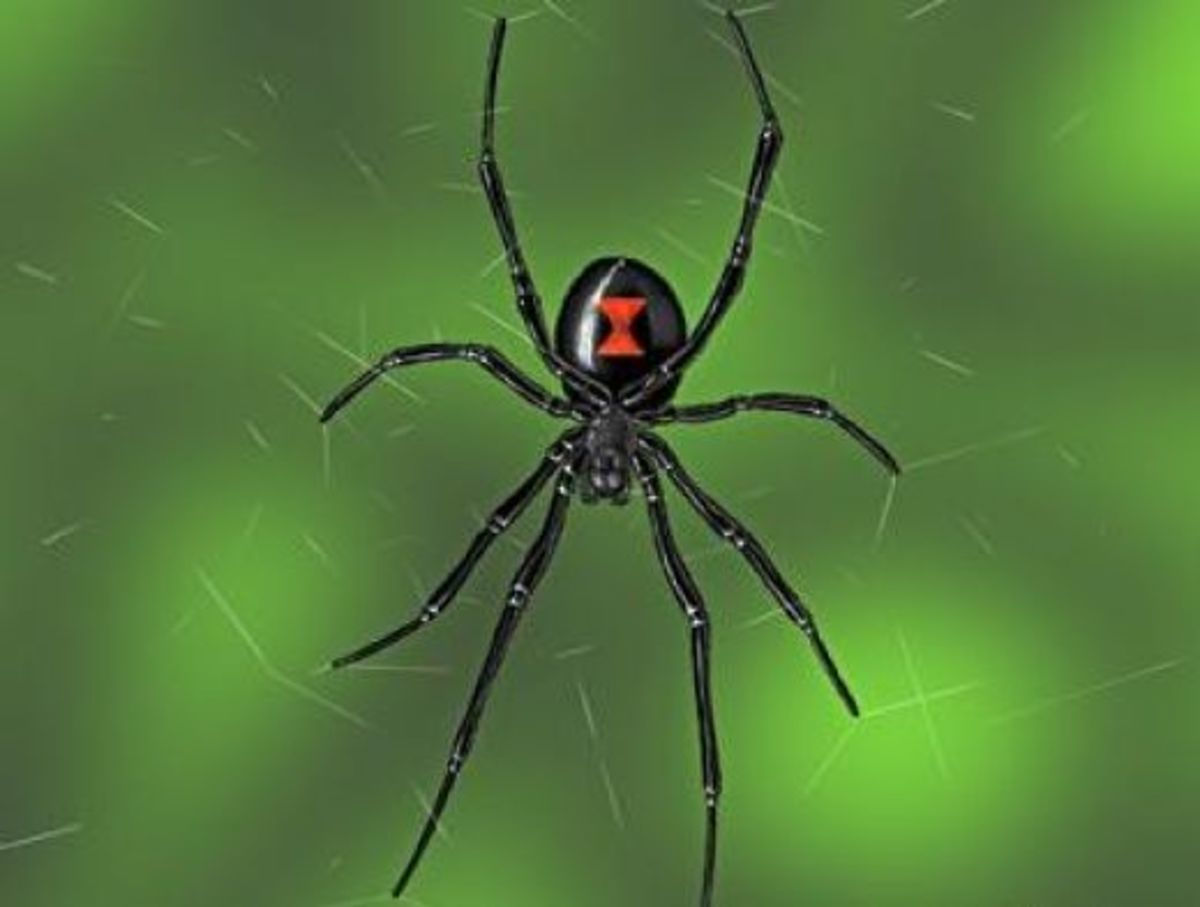 Wallpaper #5vQUOpMBKFX8bn3rPHdj244 The Poisonous Black Widow Spider Hubpages