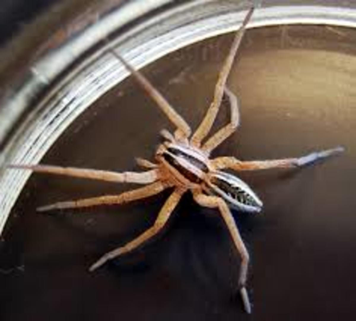 Wallpaper #82dGAZMBSpphPi3-KqlJ232 The Danger of Spider Bites to Your Dog Photos of the Wolf Spider Bite