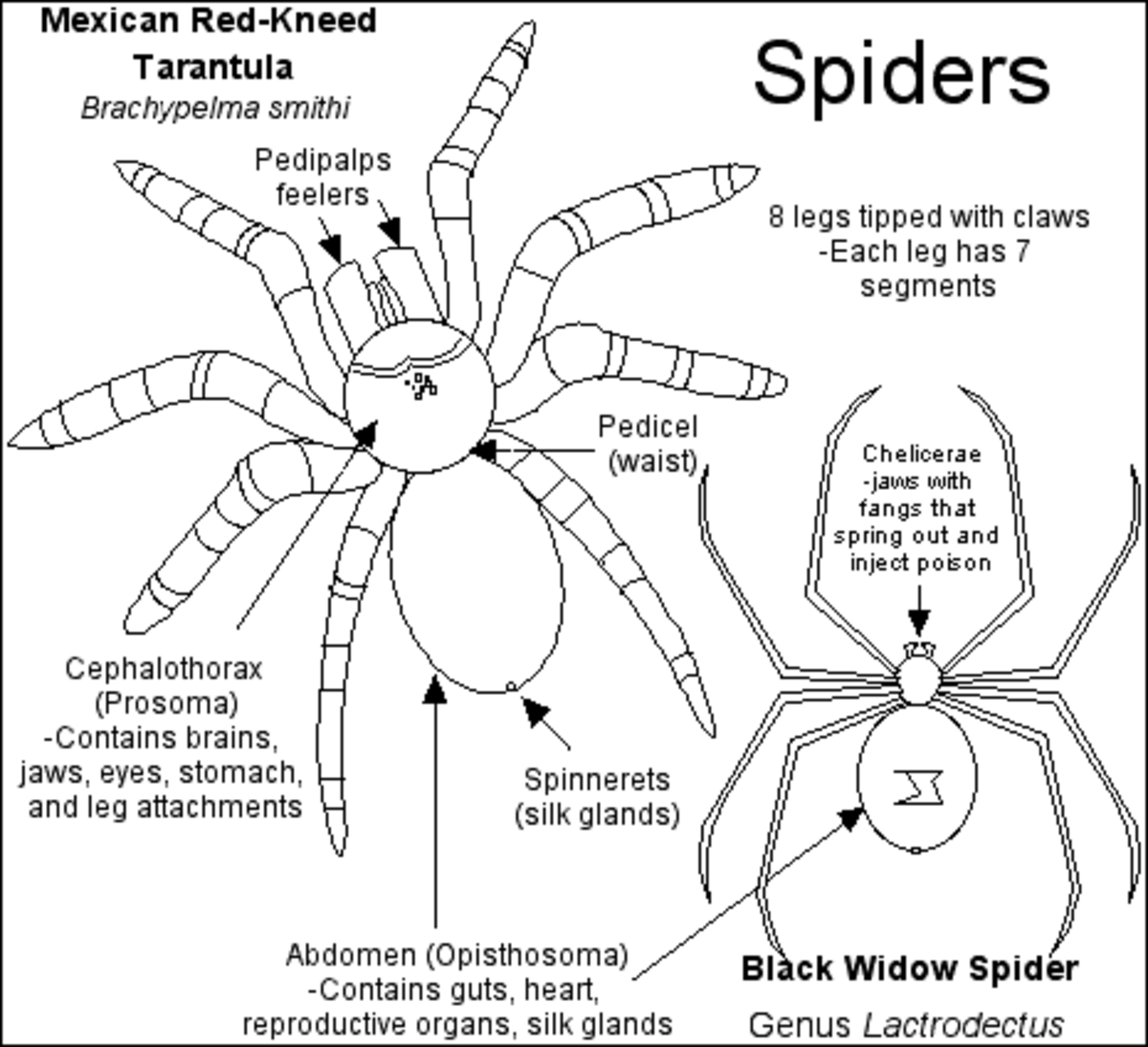 Wallpaper #dmevDpMBSpphPi3-H-tz342 Spiders Hubpages