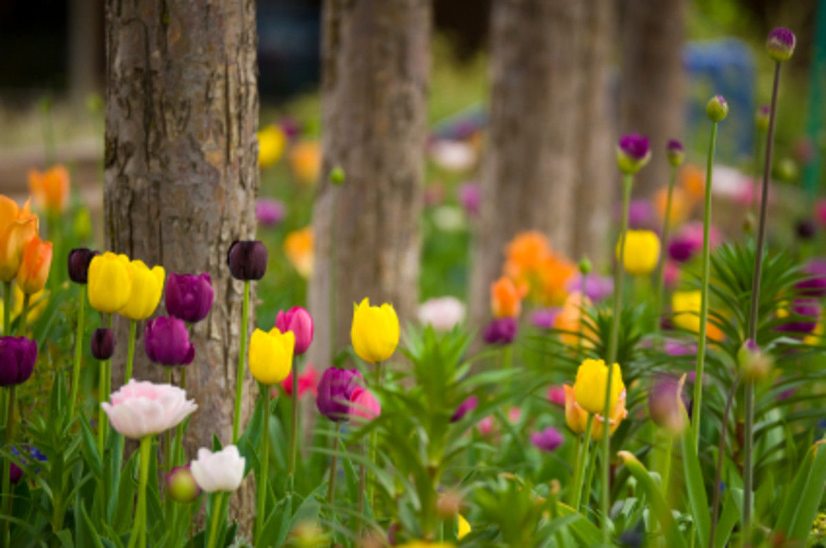 Wallpaper #0f480 Tulips Golden Varietie Stock Image Image of Grass 19338473