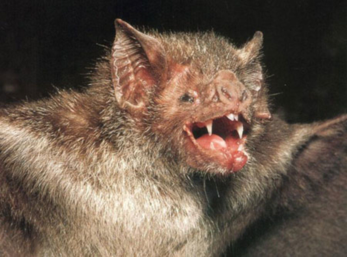 Wallpaper #txnGHY8BtGB6xQ78rHfr28 The Truth About Vampire Bats Hubpages