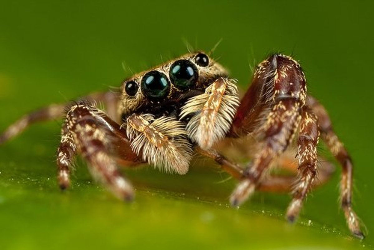 Wallpaper #9WfcCZMBSpphPi3-mtGO165 How to Identify Venomous House Spiders Dengarden