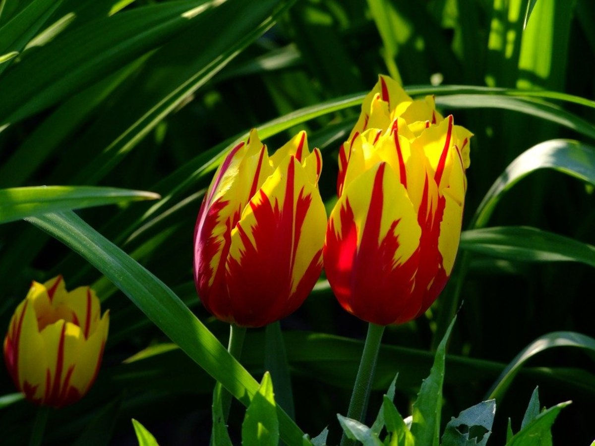 Wallpaper #0f480 Tulips Golden Varietie Stock Image Image of Grass 19338473