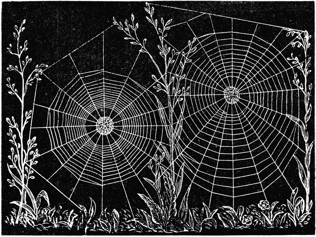 Wallpaper #drj52ZIBJvJKYCmEO--P259 Free Spider Web Cliparts Download Free Spider Web Cliparts Png Images