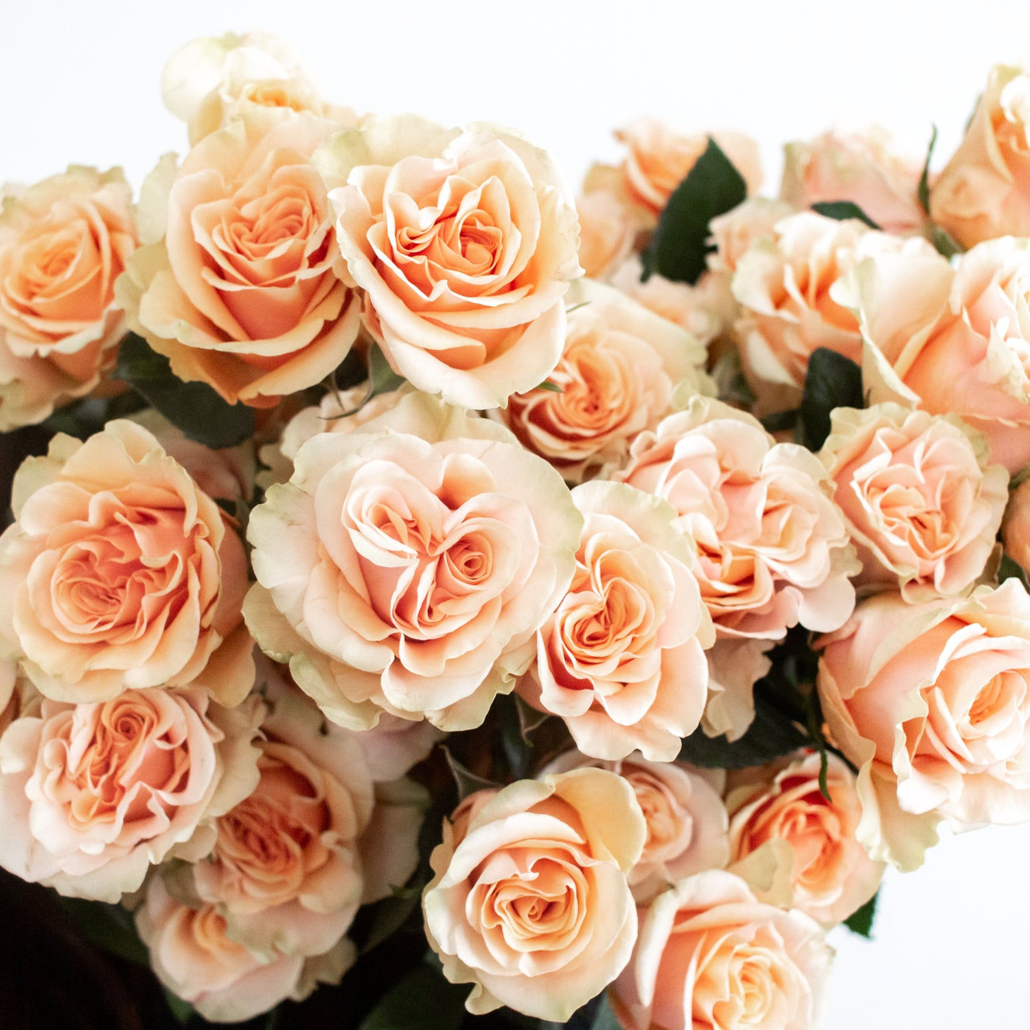 Wallpaper #_1YYepcBsd6xcFiEhNvL142 Peach Phoenix Roses Fresh Diy Wedding Flowers Flower Moxie