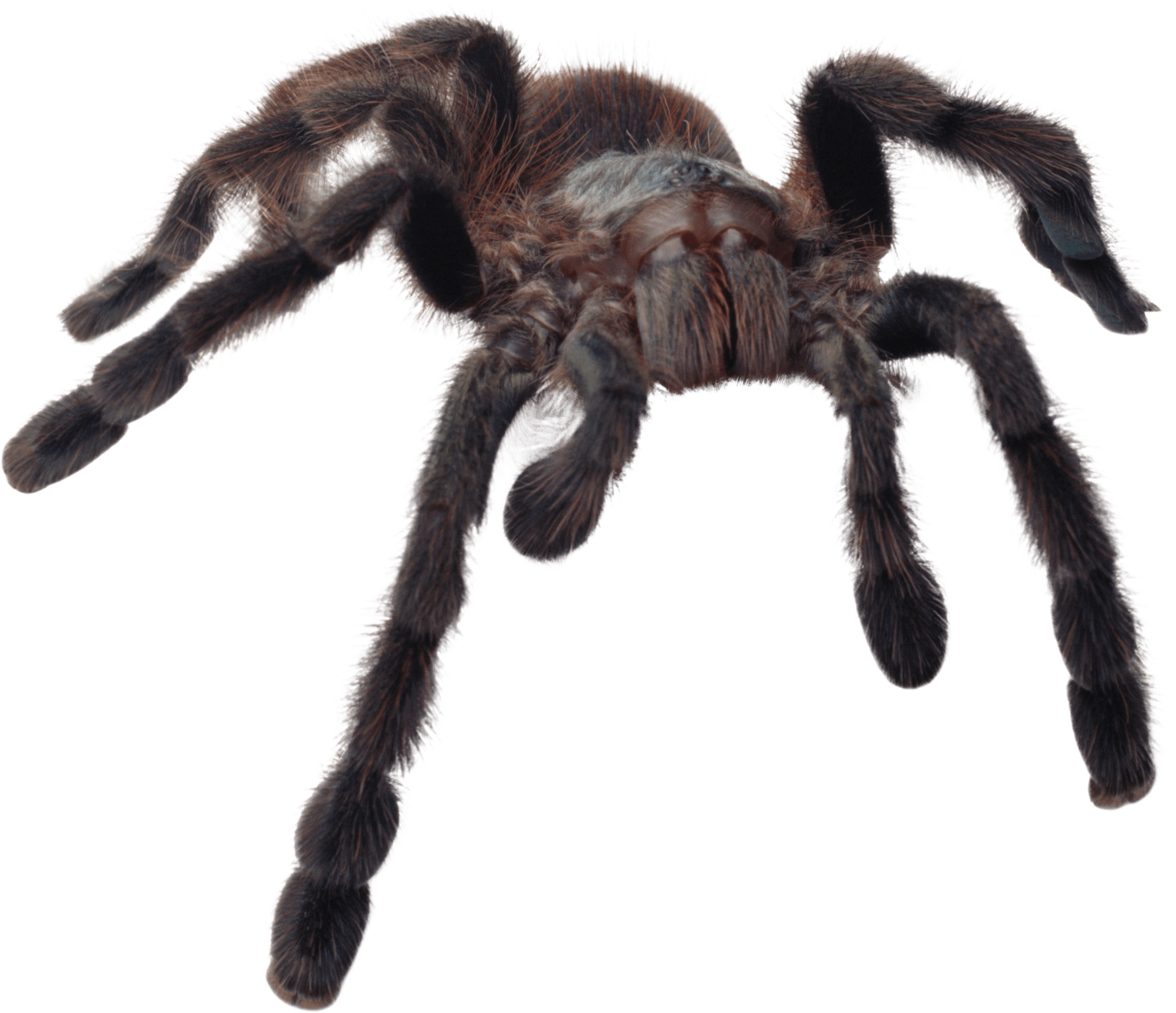 Wallpaper #TPS6OZMBKFX8bn3ra3dt263 Spiders Collins Gem Gem Spiders Tarantula Scary Png Download 2435