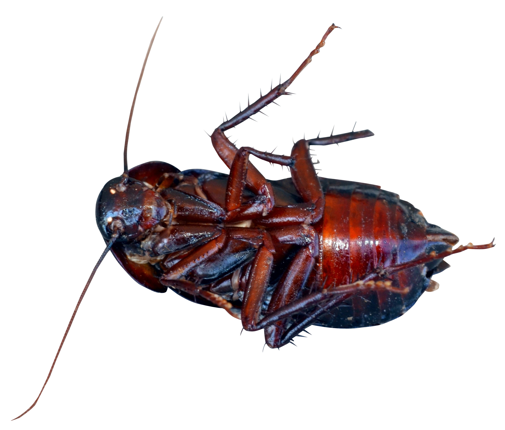 Wallpaper #SWdXCpMBSpphPi3-q9Qk331 Cockroach Beetle Cockroach Png Download 17001448 Free
