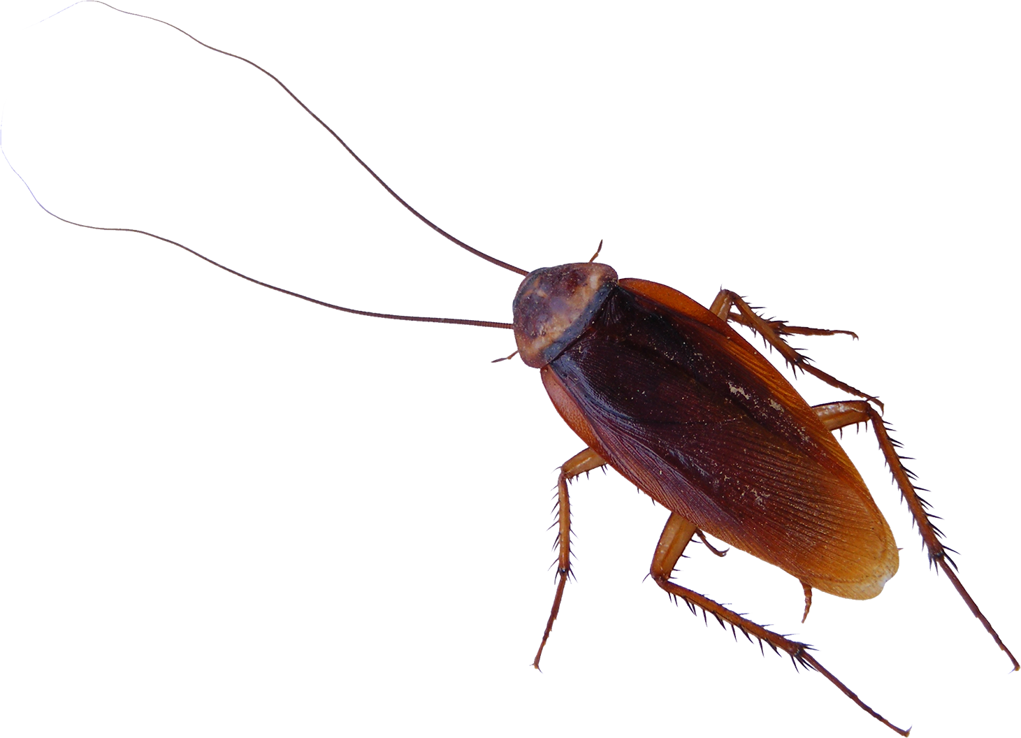 Wallpaper #SWdXCpMBSpphPi3-q9Qk314 American Cockroach Clip Art Roach Png Png Download 14611056 Free