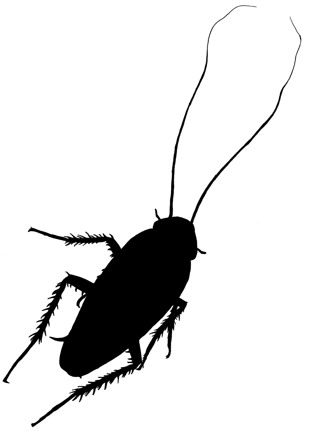 Wallpaper #SWdXCpMBSpphPi3-q9Qk290 Free Cockroach Pictures Images Download Free Cockroach Pictures Images