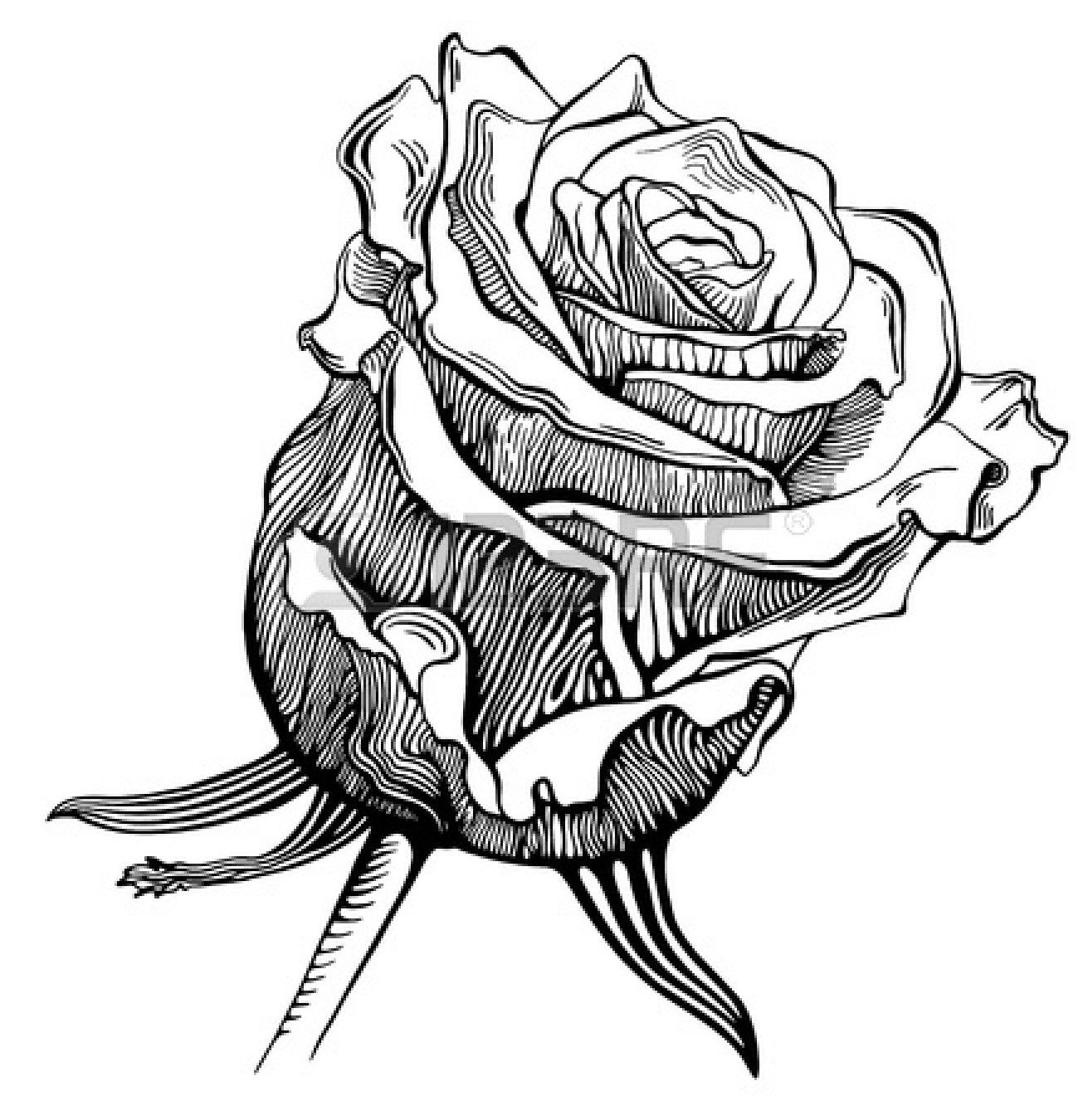 Wallpaper #NhmcBY8BtGB6xQ78wVJN22 Free Drawings of Roses in Black and White Download Free Drawings of