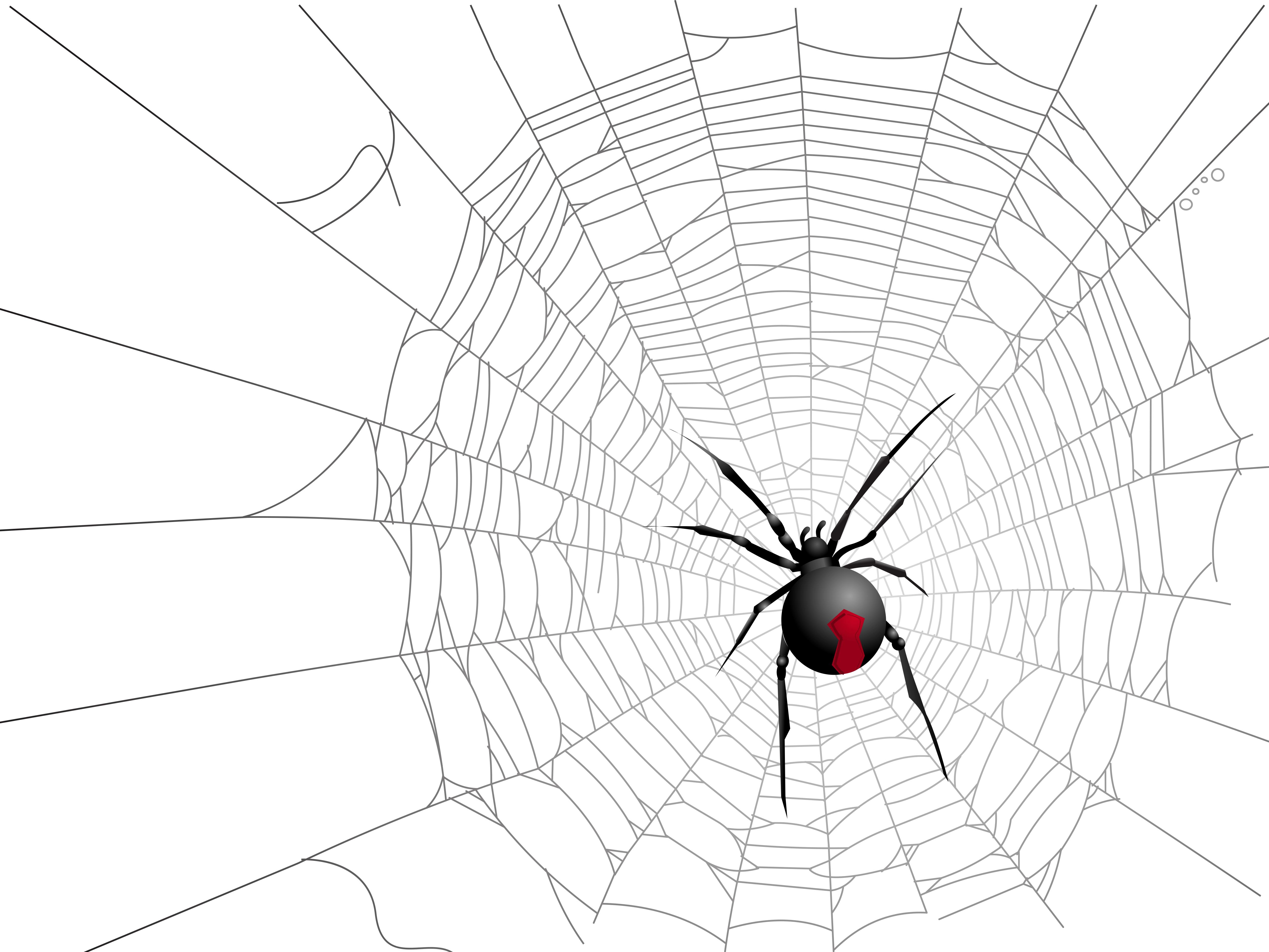 Wallpaper #P-bVMpMBA7IOc3WmdhKX124 Widow Spiders Halloween Spider Web Spider Web Spider Png Download