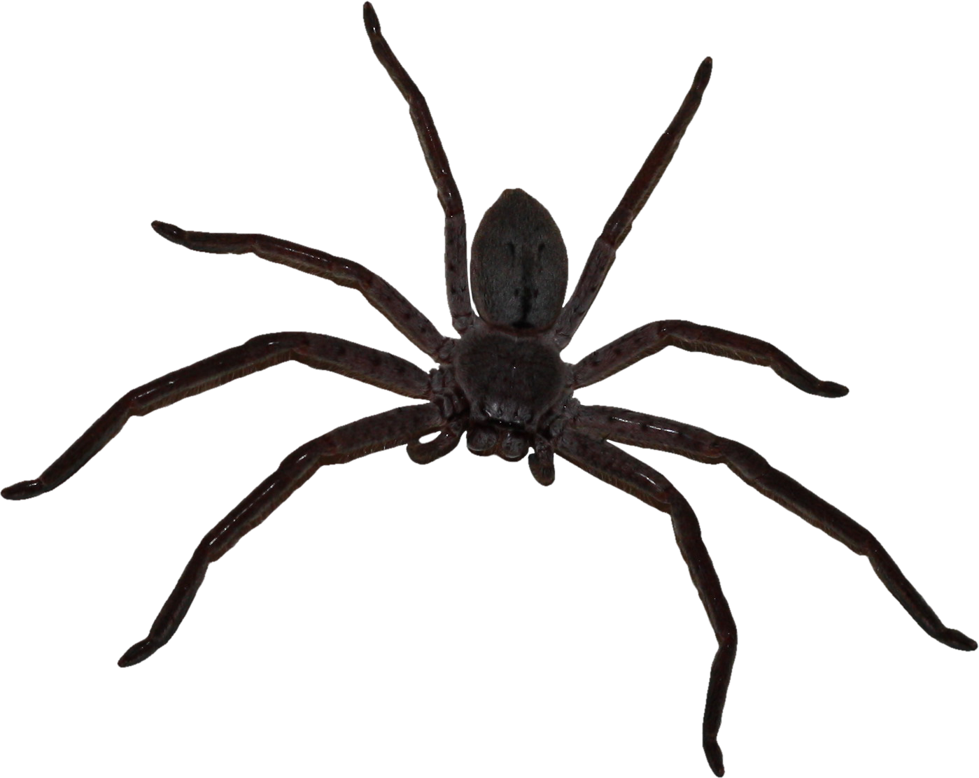Wallpaper #IHd9JpMB-pgBXx606qKg183 Big Spider Png Download 13991112 Free Transparent Spider Png