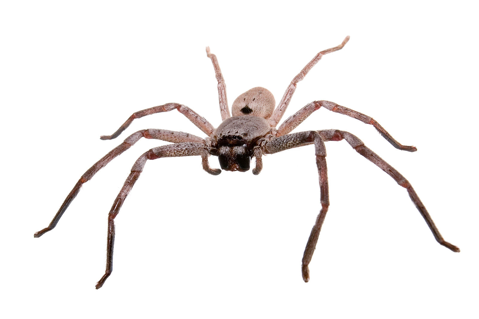 Wallpaper #n2GfLpMB3VrvfBrRMSSm85 Free White Spider Pictures Download Free White Spider Pictures Png