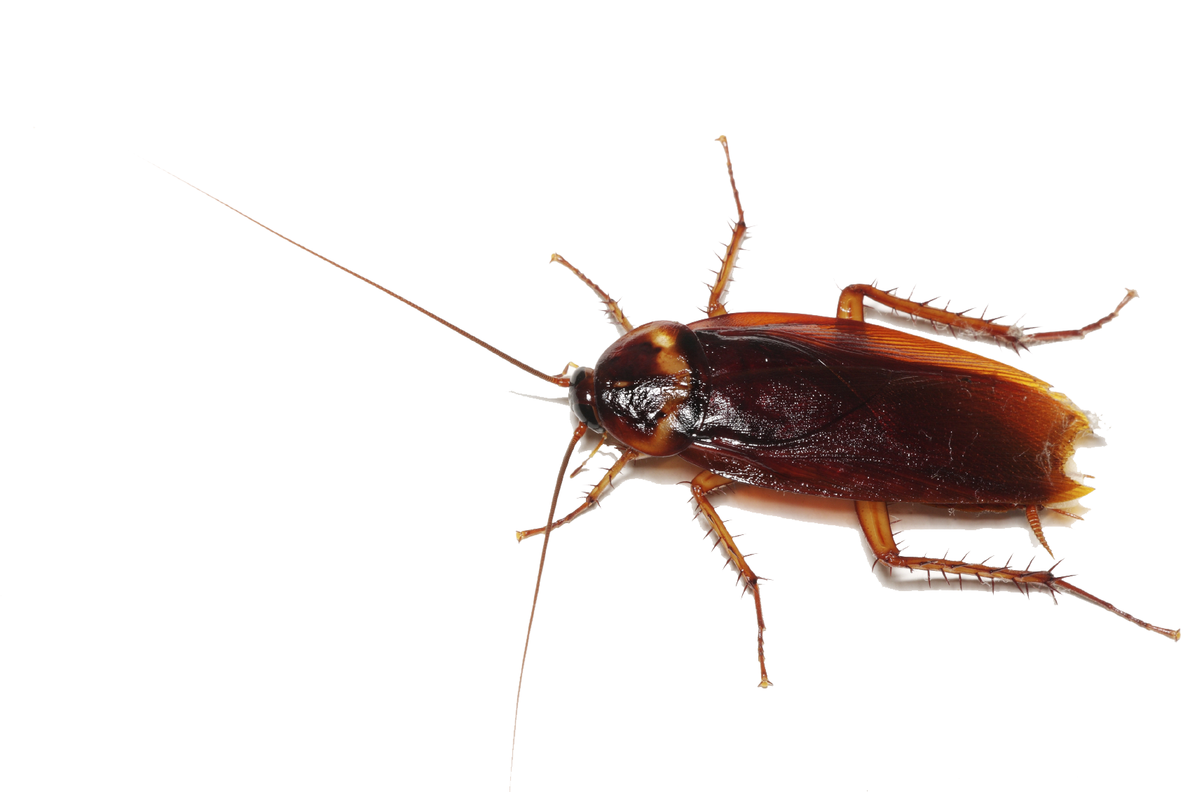 Wallpaper #SWdXCpMBSpphPi3-q9Qk400 Transparent Background Cockroach Transparent Clip Art Library