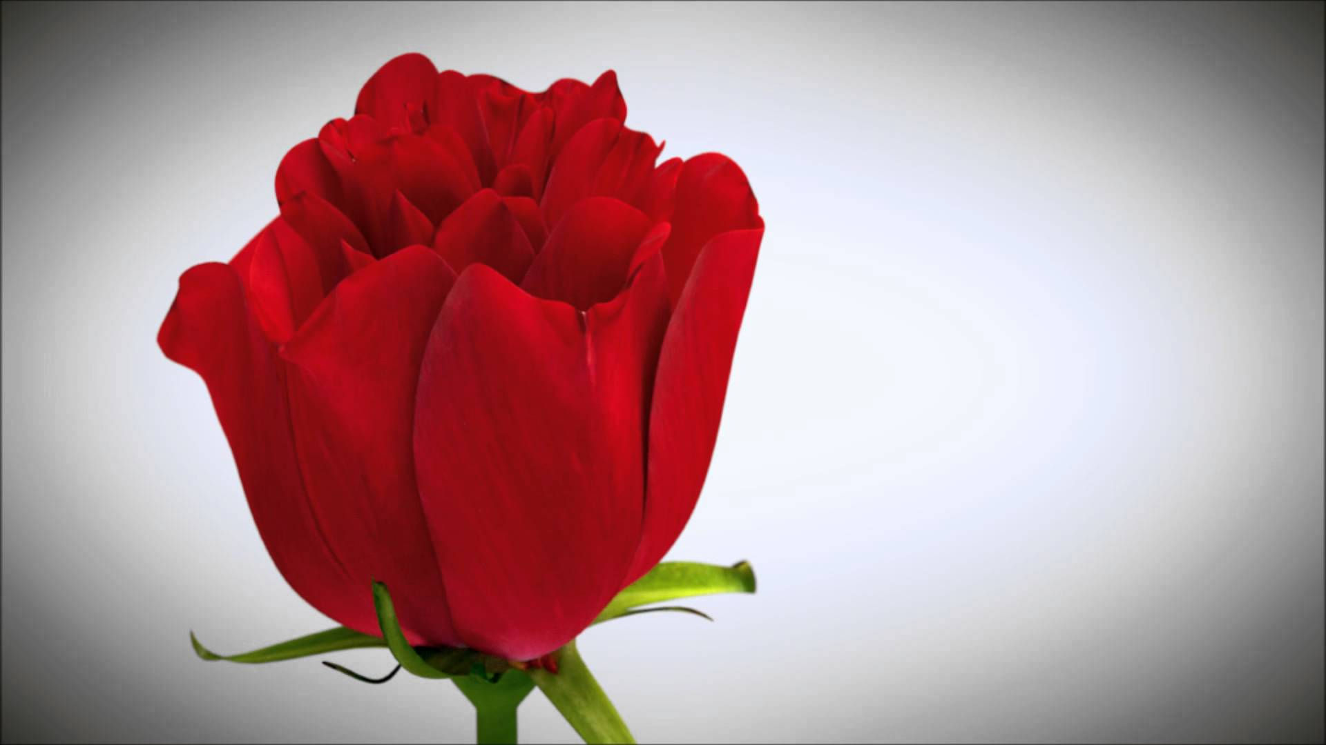 Wallpaper #12hXIpMBSpphPi3-bTLG257 3D Animation Rose Flower Images HD Wallpapers 1080p