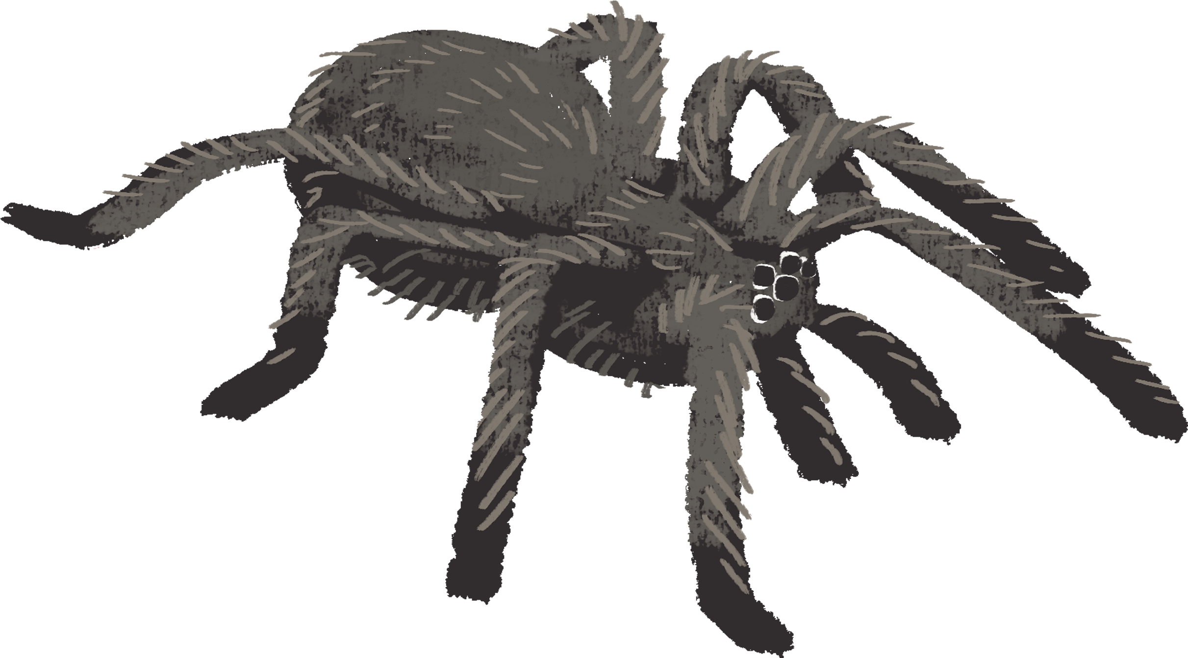 Wallpaper #IHd9JpMB-pgBXx606qKg215 Free Transparent Spider Gif Download Free Transparent Spider Gif Png
