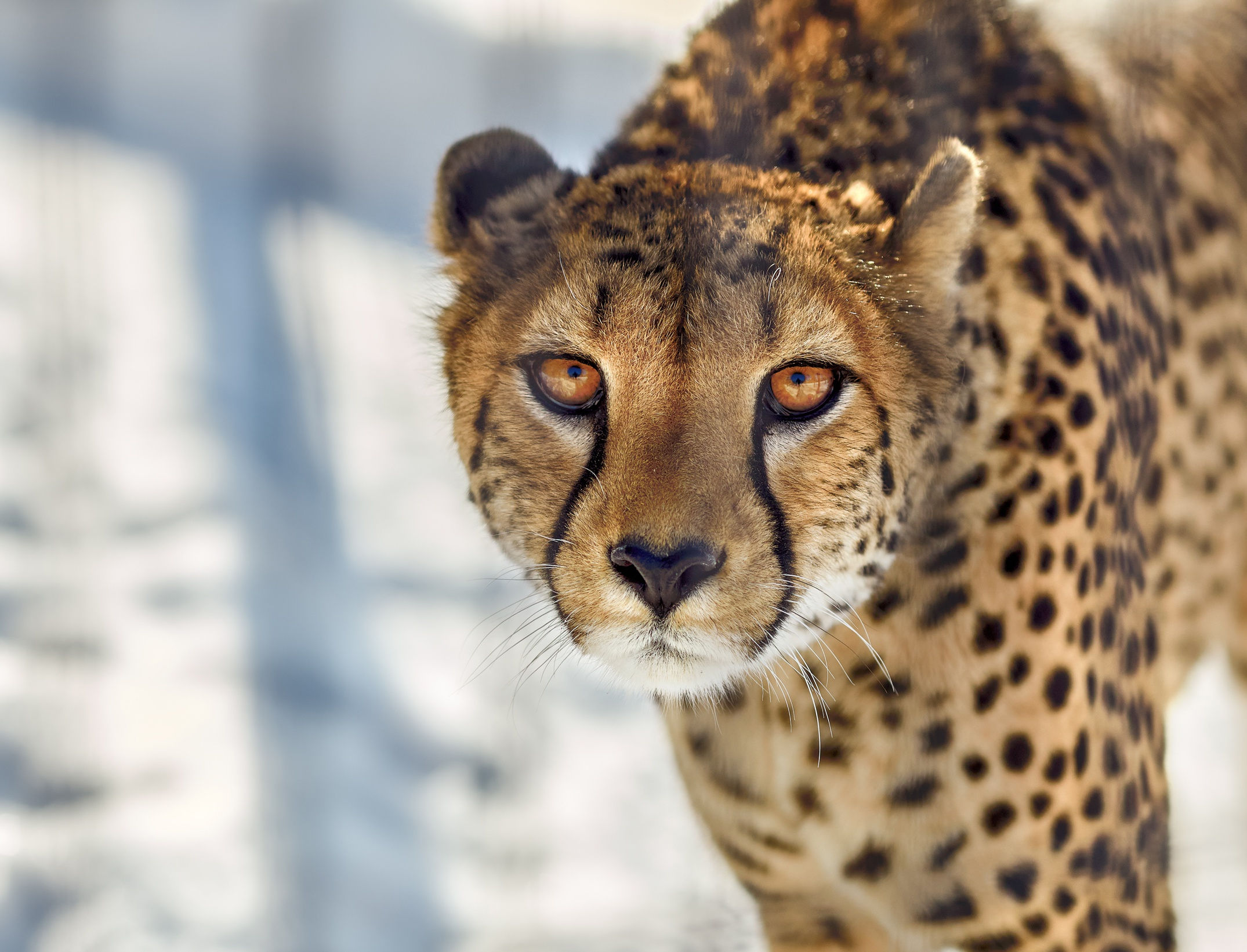 Wallpaper #WGjzIpMBSpphPi3-kzTY195 1920x1080 Cheetah Close Up Laptop Full HD 1080p HD 4K Wallpapers