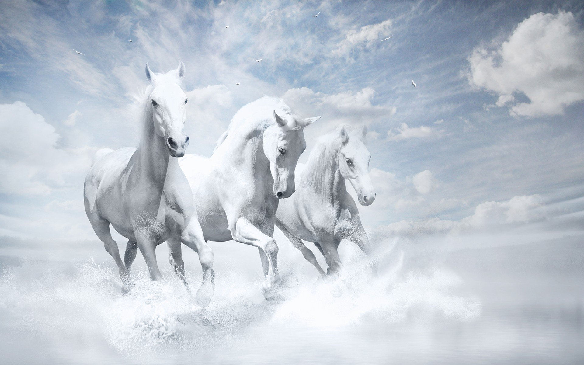 Wallpaper #HWdNCpMBSpphPi3-pNQH260 White Horses HD Hd Animals 4K Wallpapers Images Backgrounds Photos