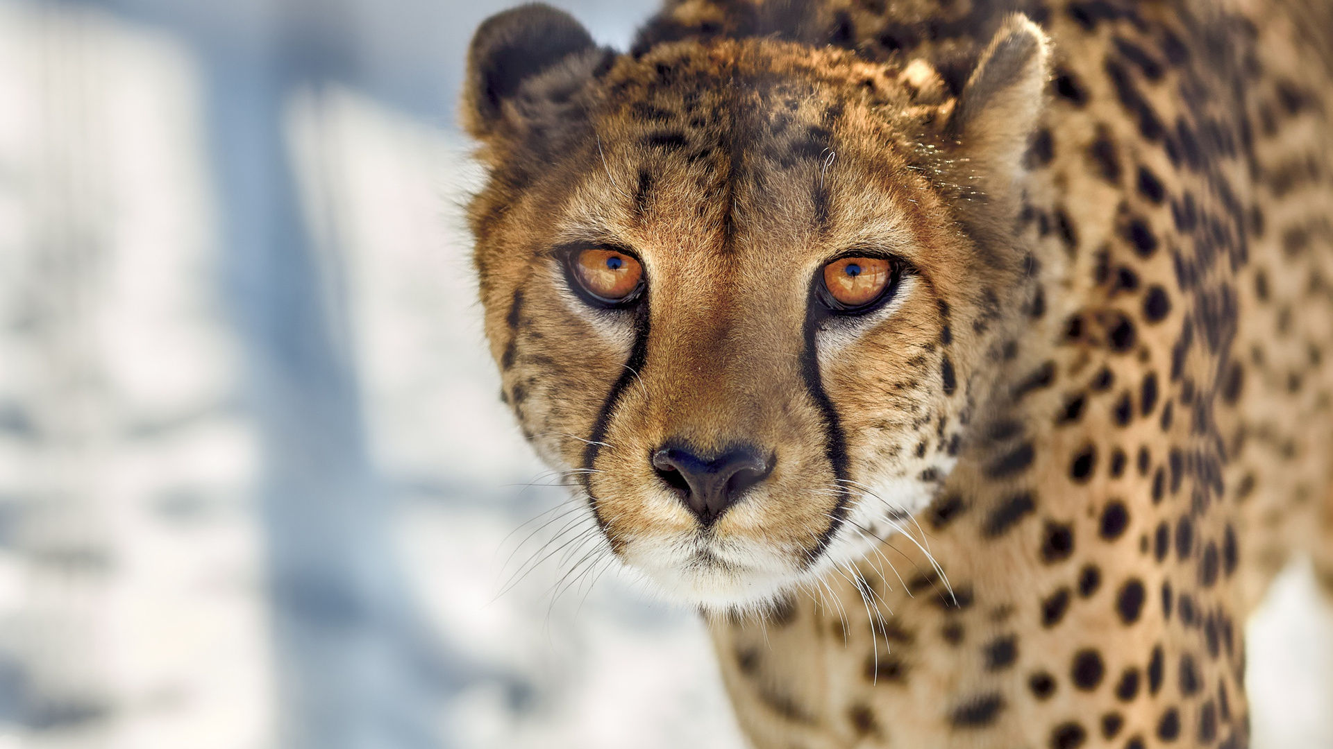 Wallpaper #WGjzIpMBSpphPi3-kzTY204 1920x1080 Cheetah Close Up Laptop Full HD 1080p HD 4K Wallpapers