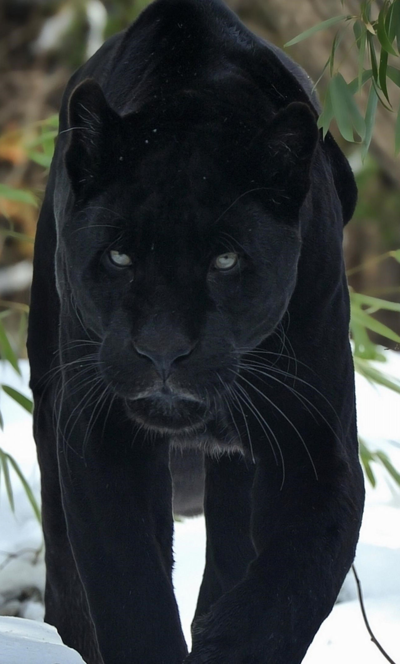 Wallpaper #6d884 The Black Panthers Vanguard of the Revolution Documentary About