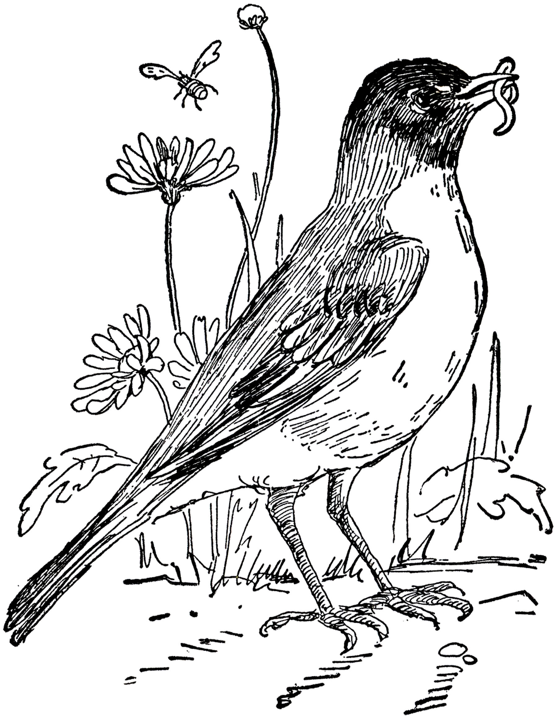 Wallpaper #afTDOpMBKFX8bn3rxXlk345 Robin Bird Clipart Black and White 10 Free Cliparts Download Images