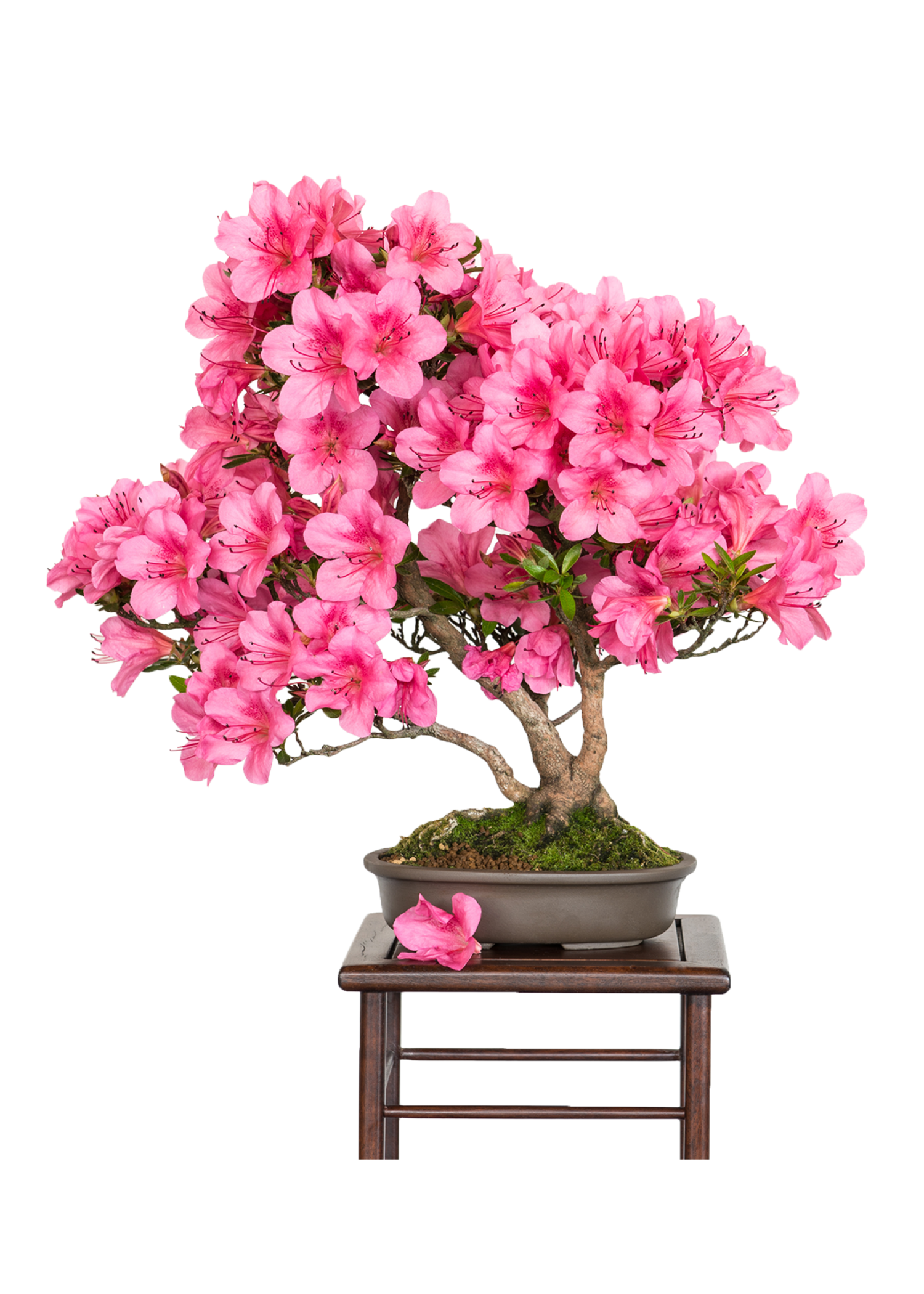 Wallpaper #d8e0c Satsuki Azalea Bonsai Trees Buy Online Greenwood Bonsai Studio