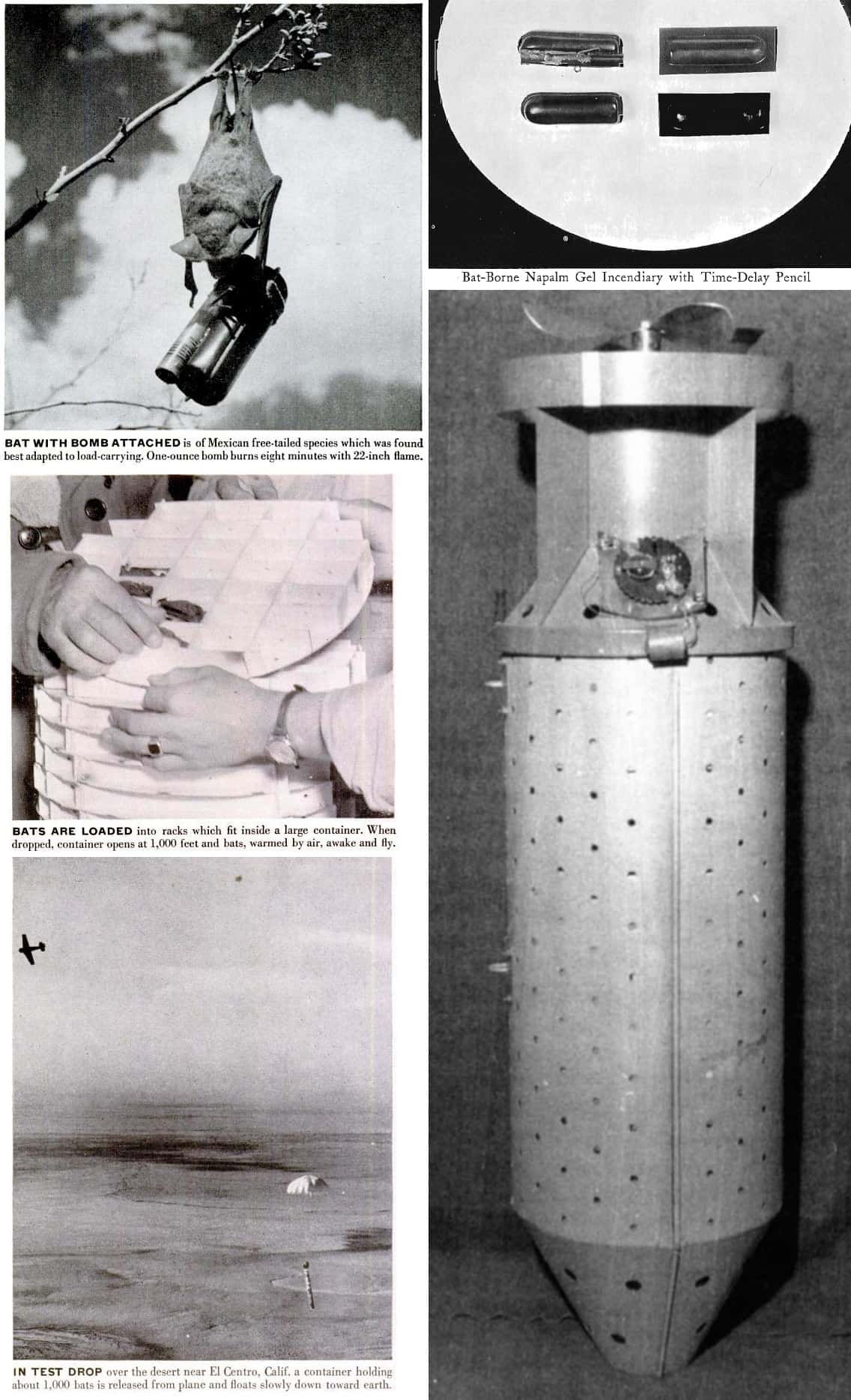 Wallpaper #d2ci6JIBSpphPi3-vzvN3 The Bat Bomb Invention and Other Odd Facts from History and War