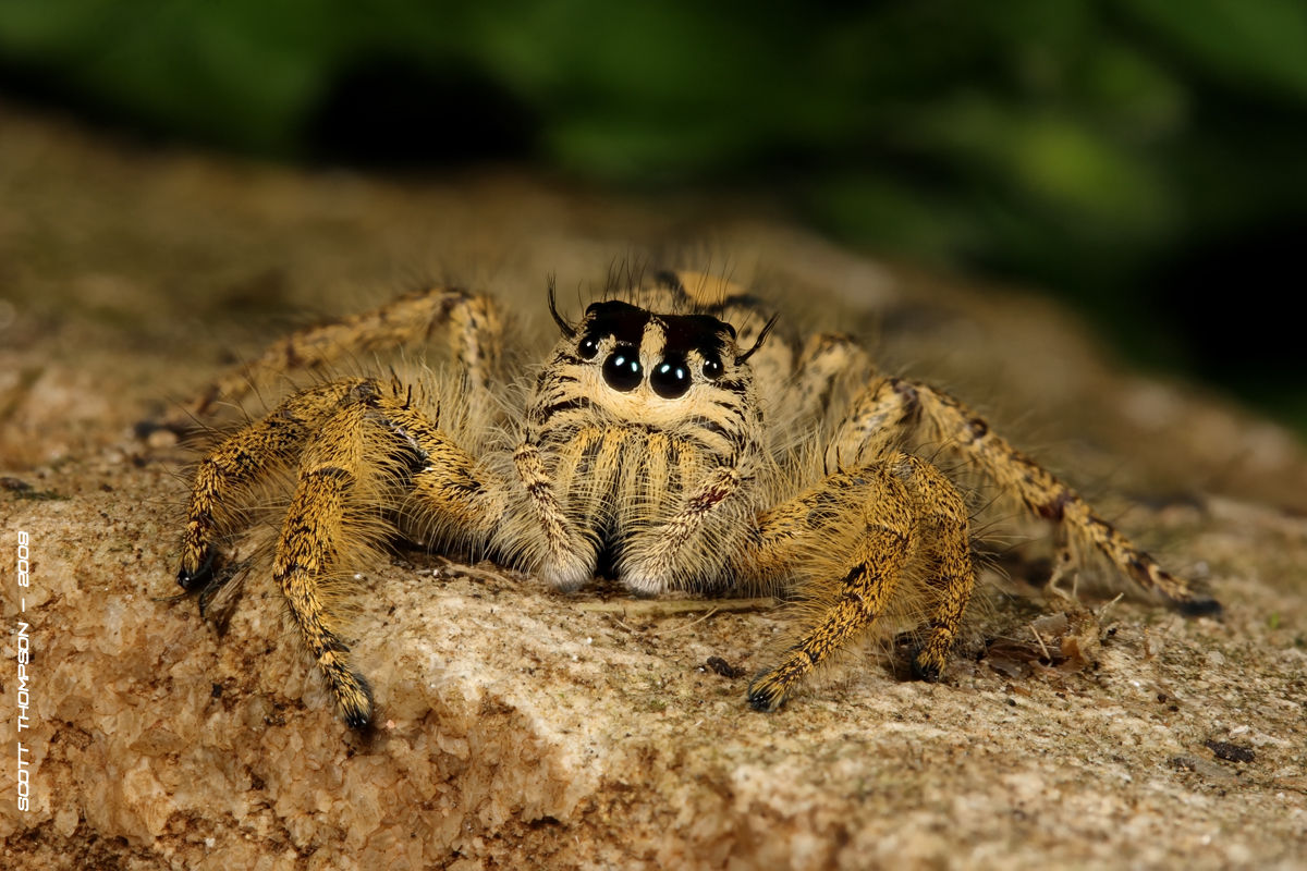 Wallpaper #e2dv9JIBSpphPi3-JXru21 1 of the Worlds Biggest Jumping Spider as a Baby Just Hatched