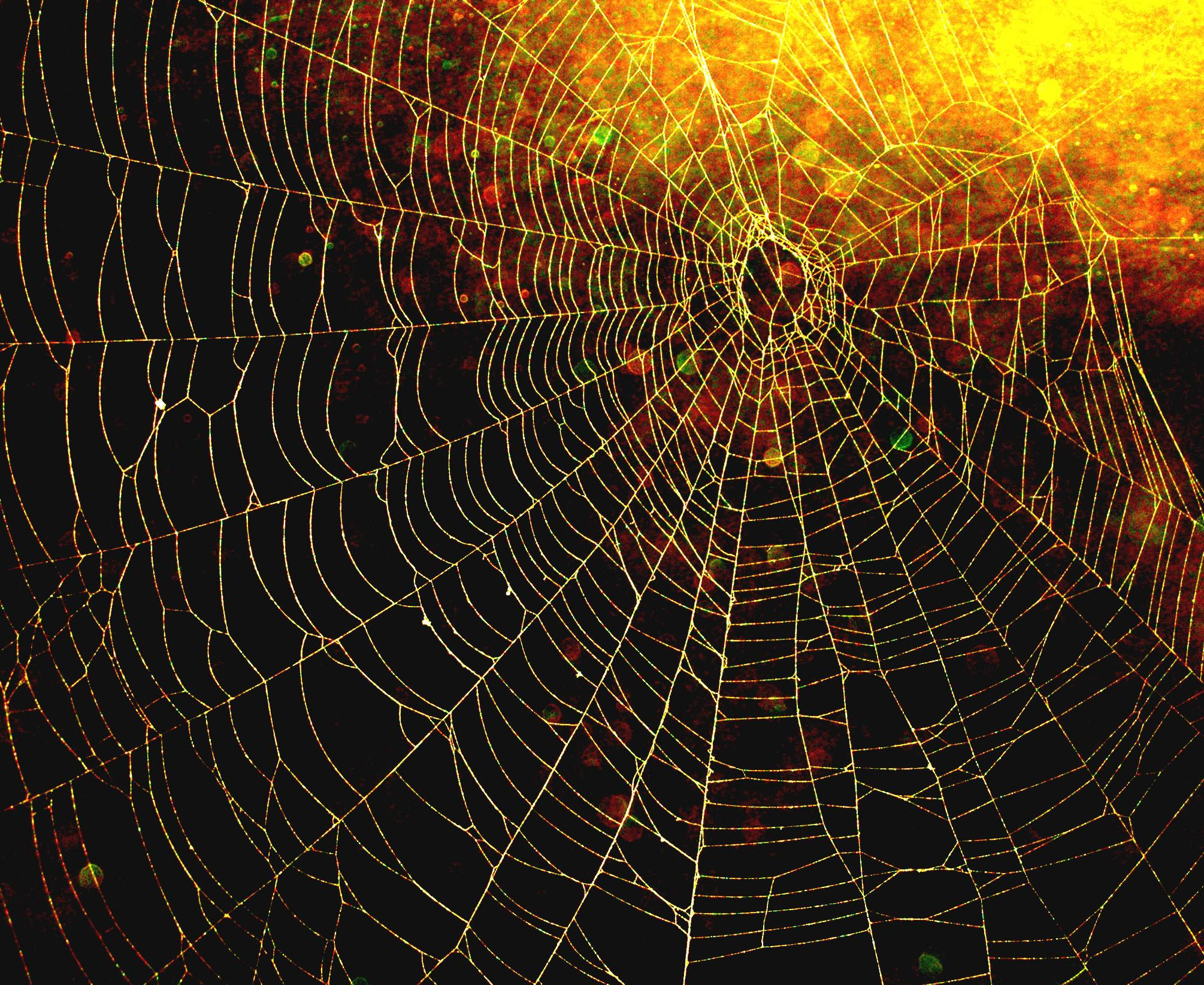 Wallpaper #MmhtGpMBSpphPi3-Uxyl320 Beautiful Spider Web Images Pictures Spider Web Spider Web Project
