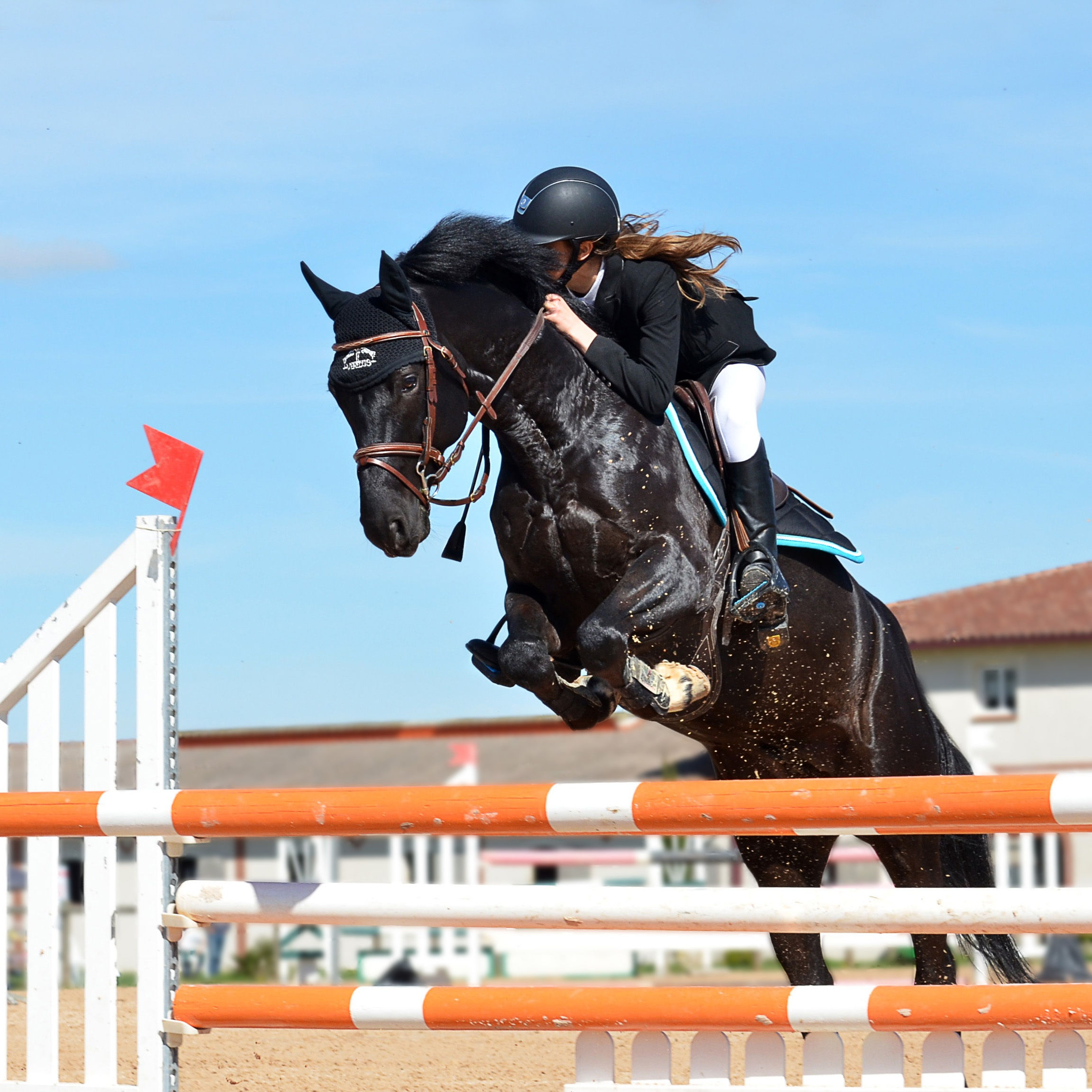 Wallpaper #Gx2aLJMBlOZrFDOk68sw177 Fotos Gratis Persona Saltando Caballo Semental Ecuestre