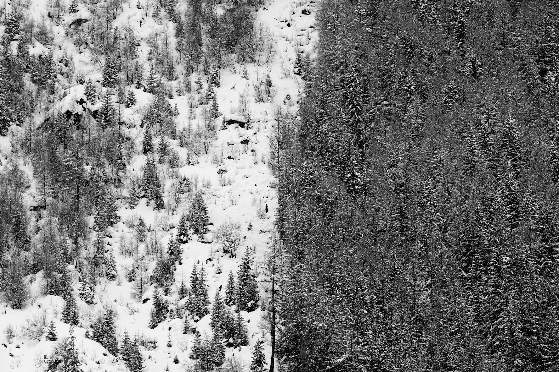 Wallpaper #xWekCpMBSpphPi3-09UJ250 Free Images Tree Forest Snow Winter Black and White Texture